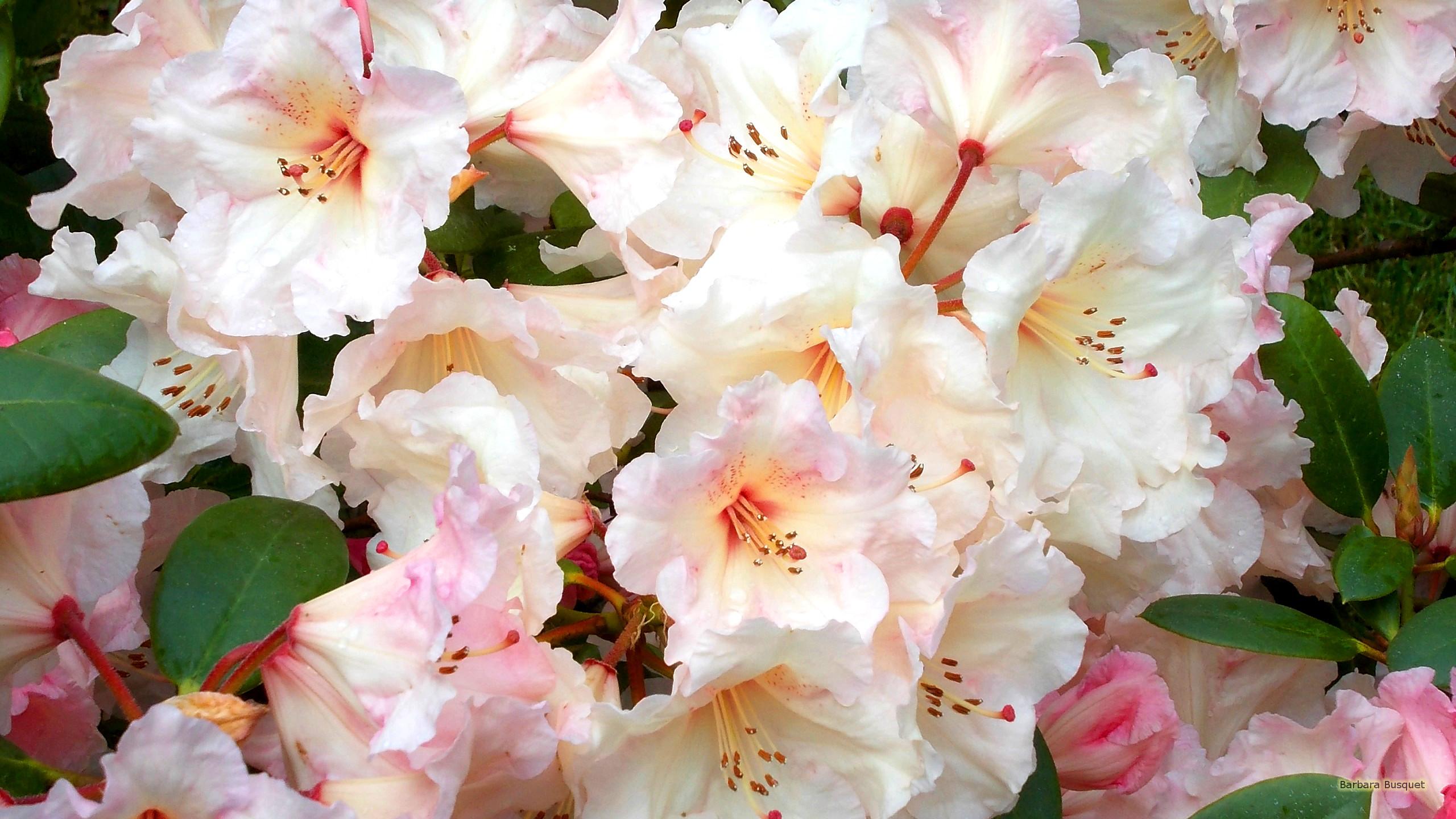 Rhododendron Flowers Wallpapers - Wallpaper Cave