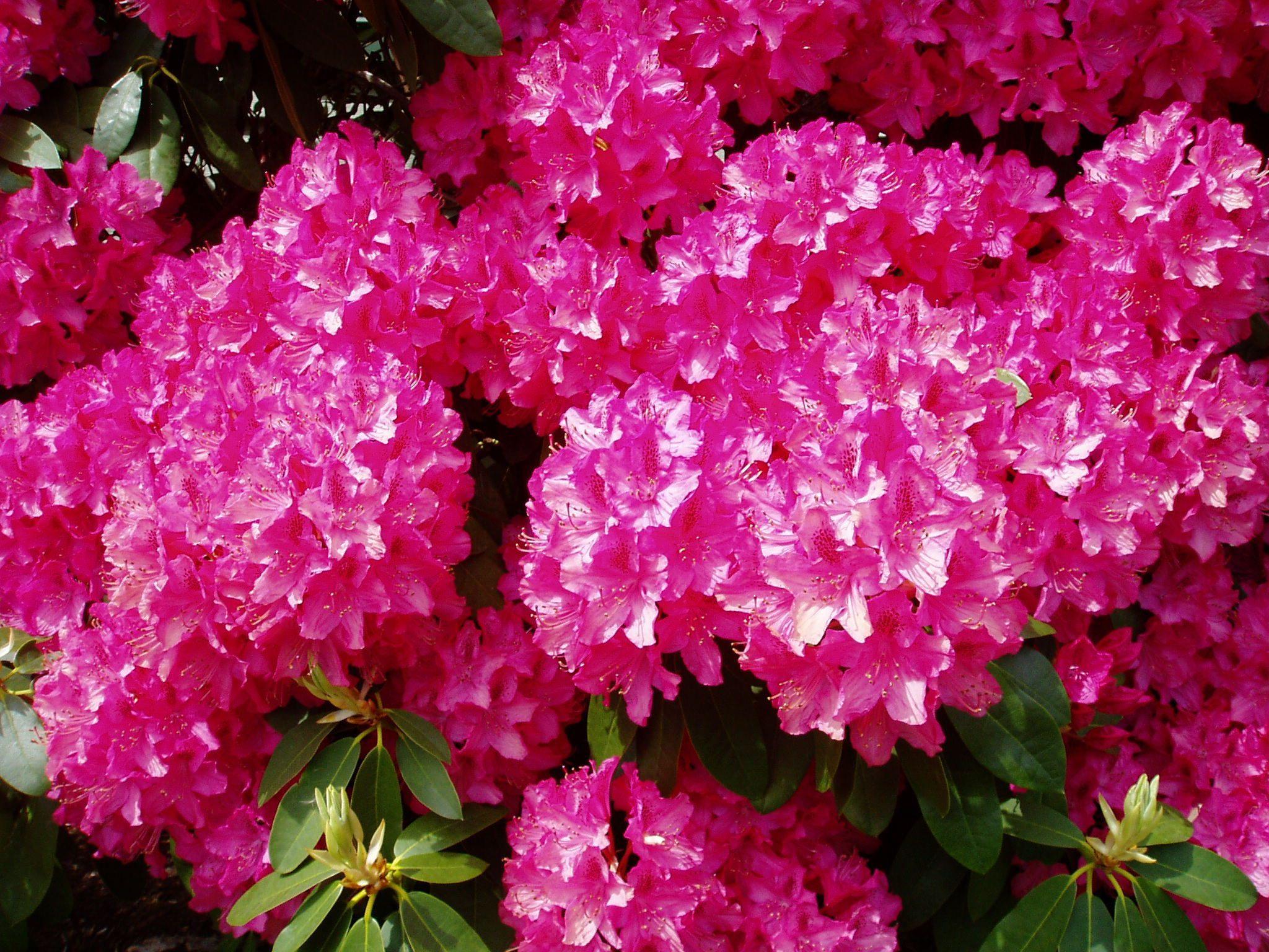 Rhododendron Flowers Wallpapers - Wallpaper Cave