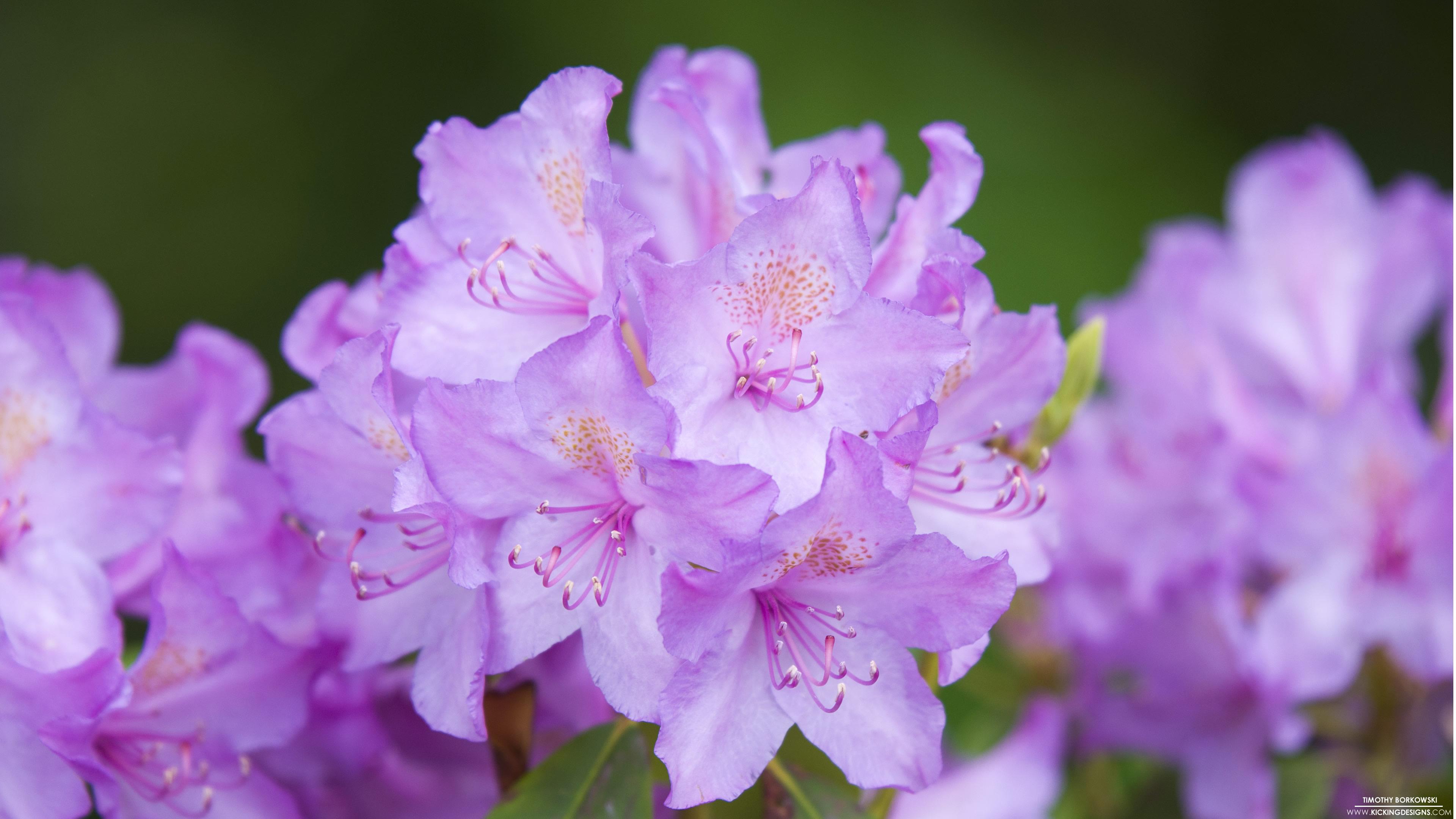 Rhododendron Flowers Wallpapers - Wallpaper Cave