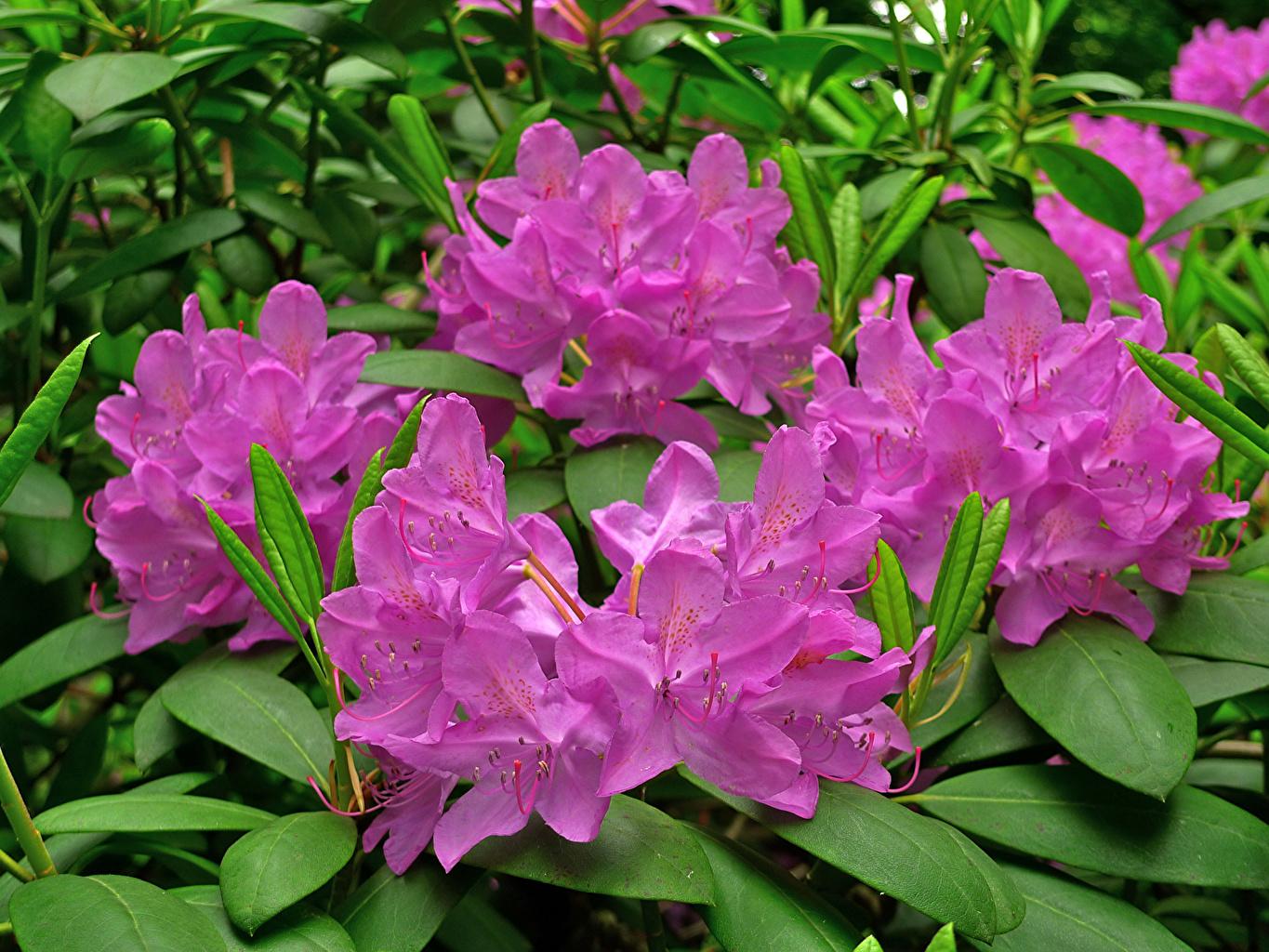 Rhododendron Flowers Wallpapers - Wallpaper Cave