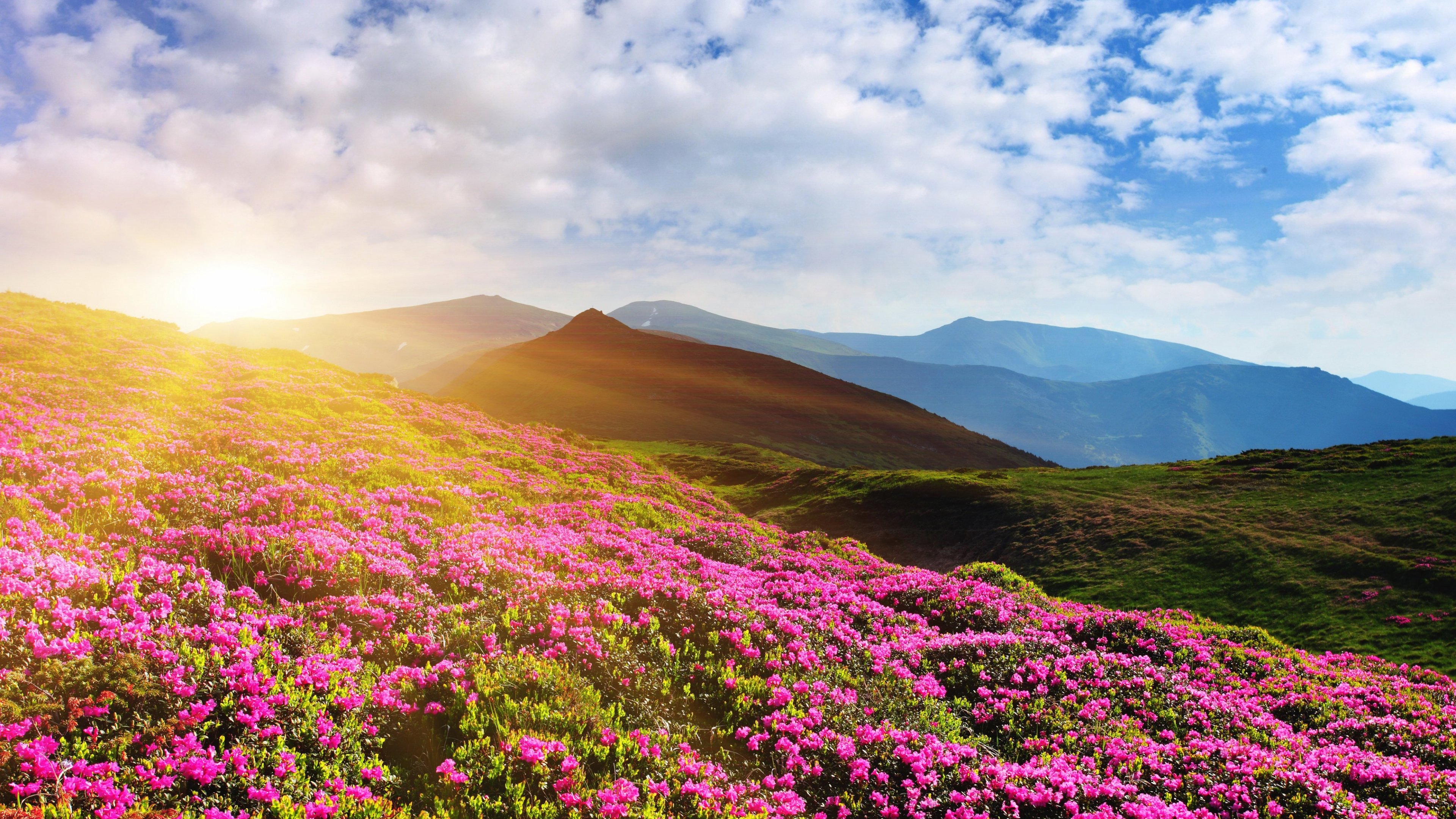 #Summer, #Rhododendron flowers, #Mountain, K, #Pink. Mocah HD Wallpaper
