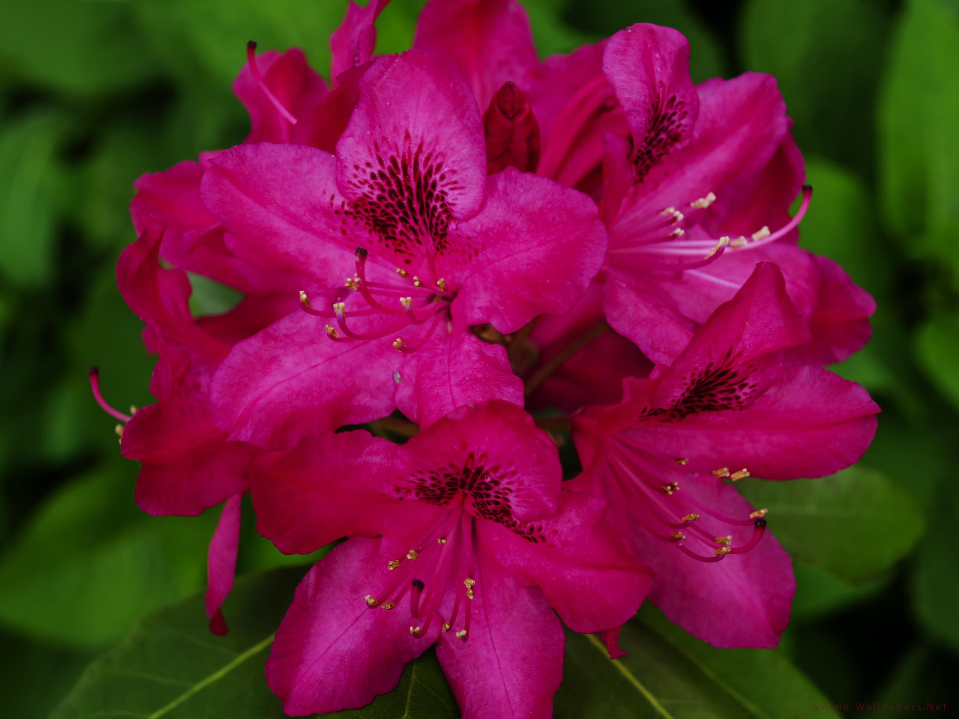 Rhododendron Flowers Wallpapers - Wallpaper Cave