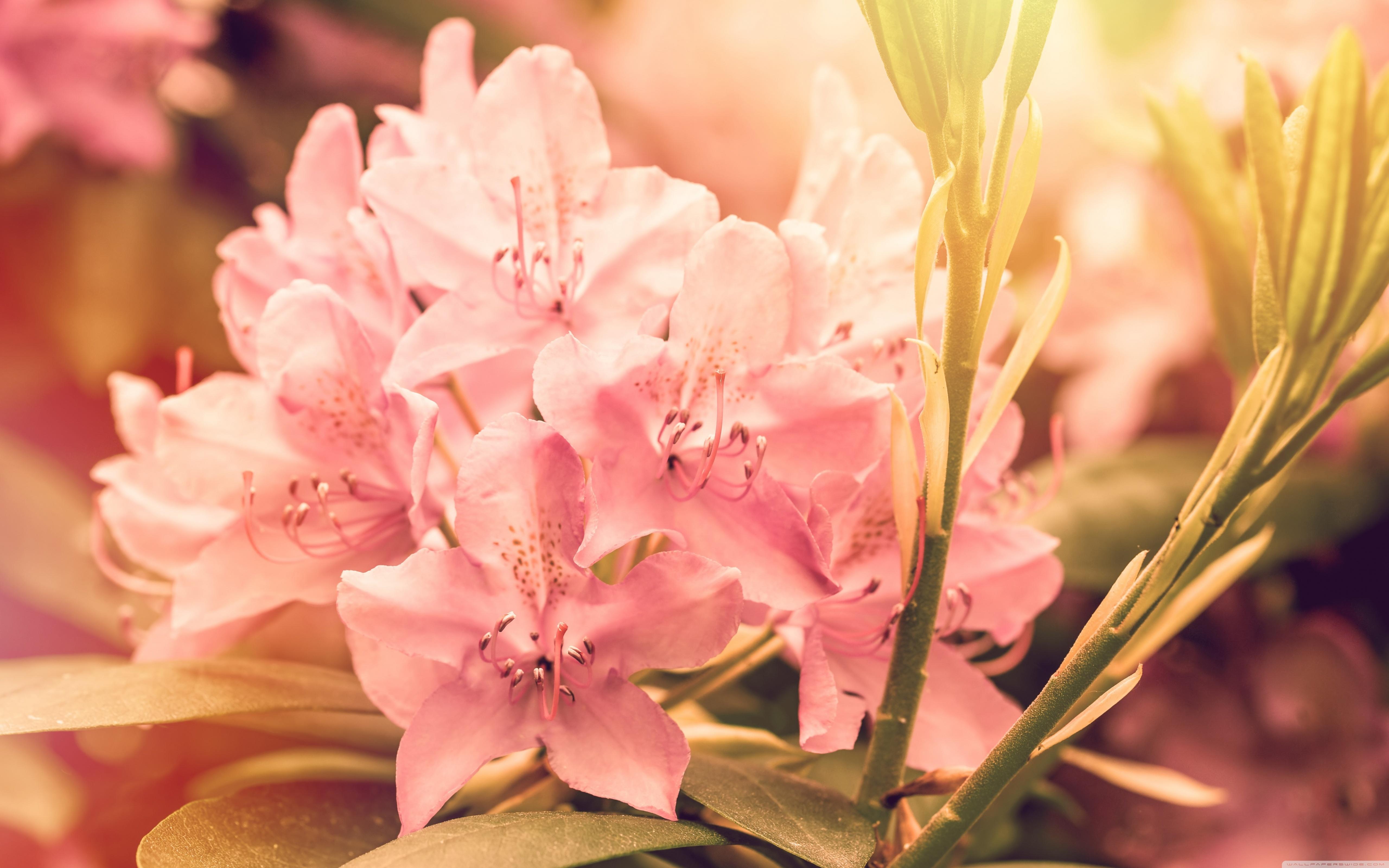 Rhododendron Flowers Wallpapers - Wallpaper Cave