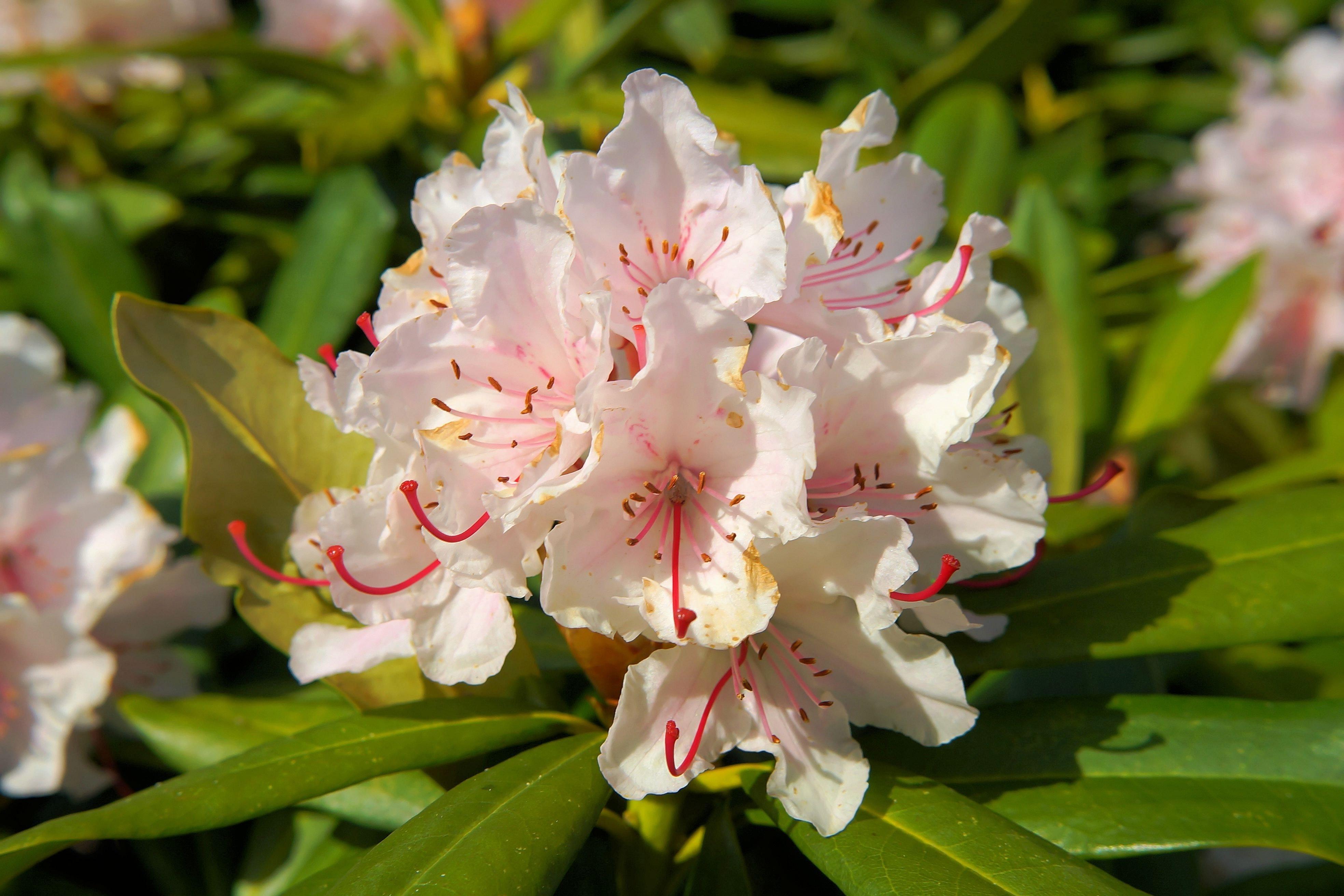 Rhododendron Flowers Wallpapers - Wallpaper Cave