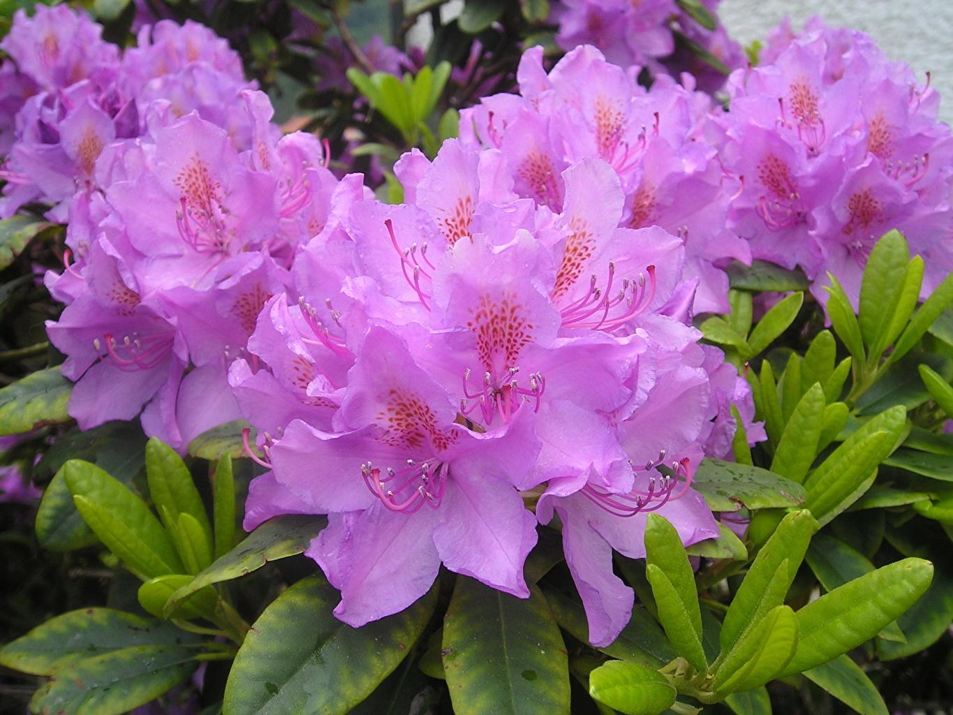 Rhododendron Flowers Wallpapers - Wallpaper Cave