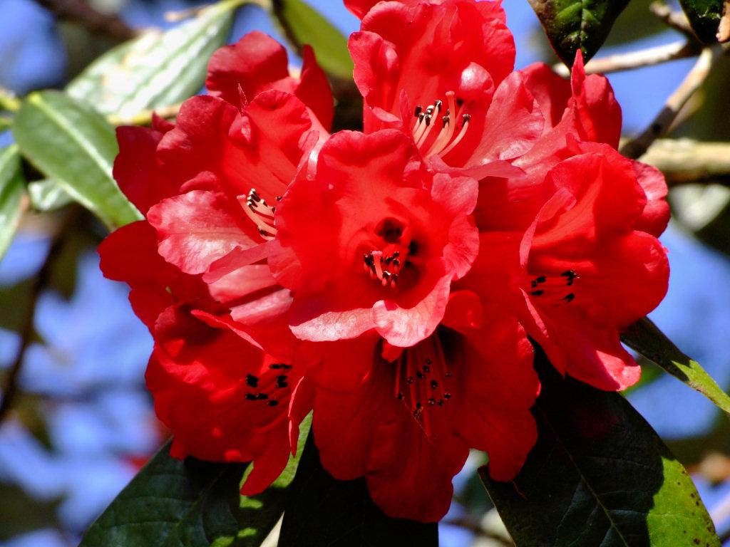 Rhododendron Flowers Wallpapers - Wallpaper Cave