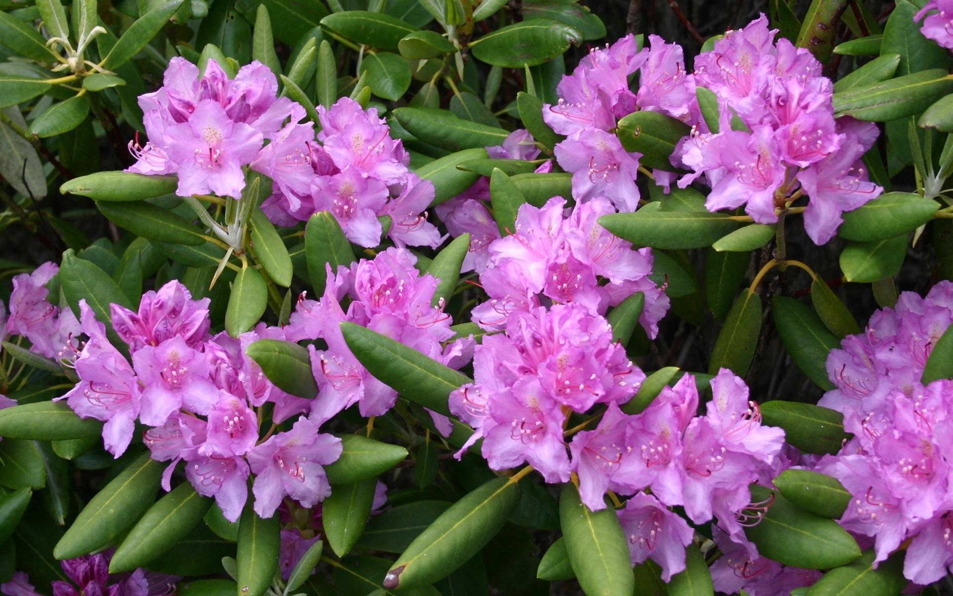 Rhododendron Flowers Wallpapers - Wallpaper Cave