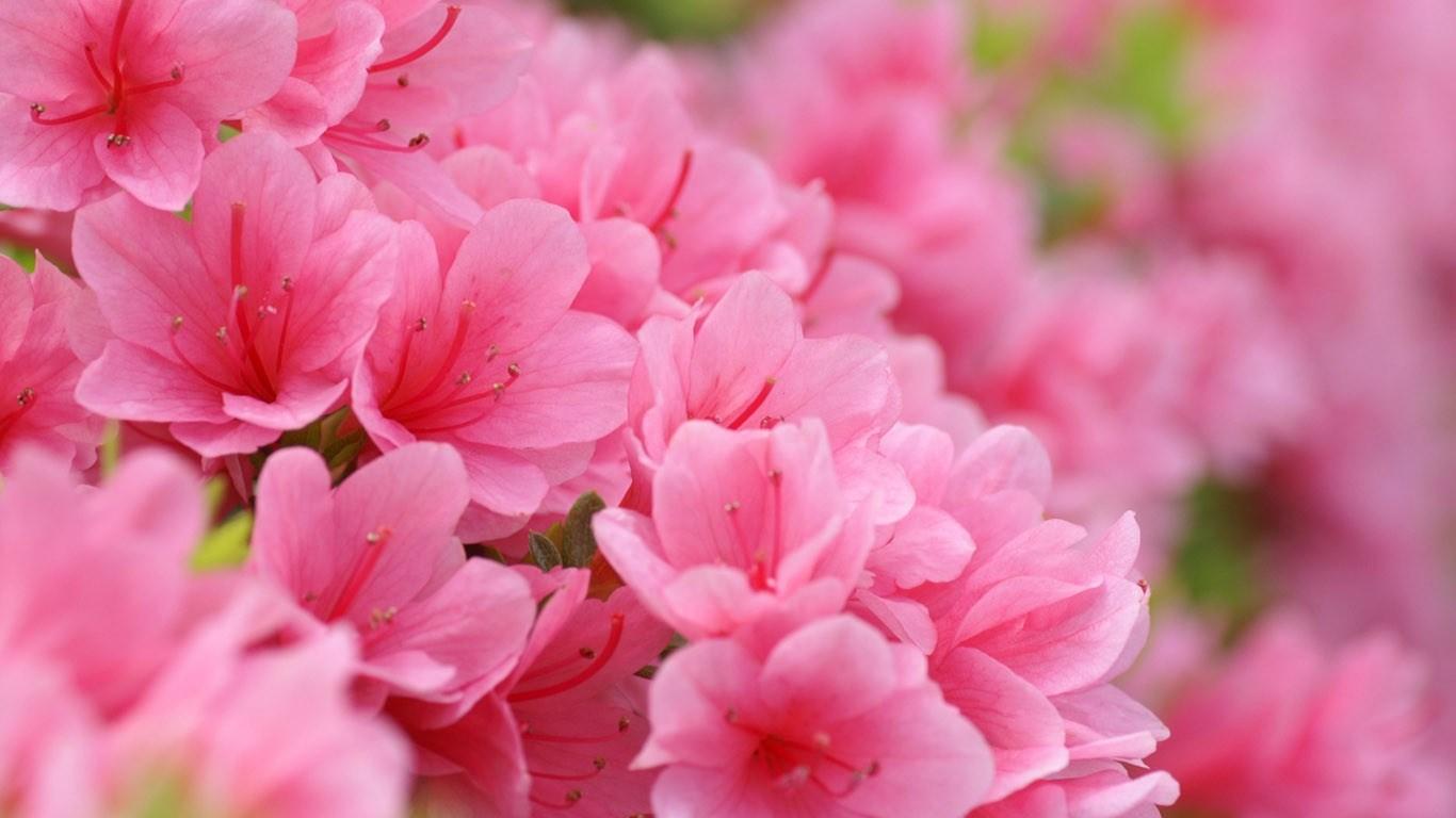 Rhododendron Flowers Wallpapers - Wallpaper Cave