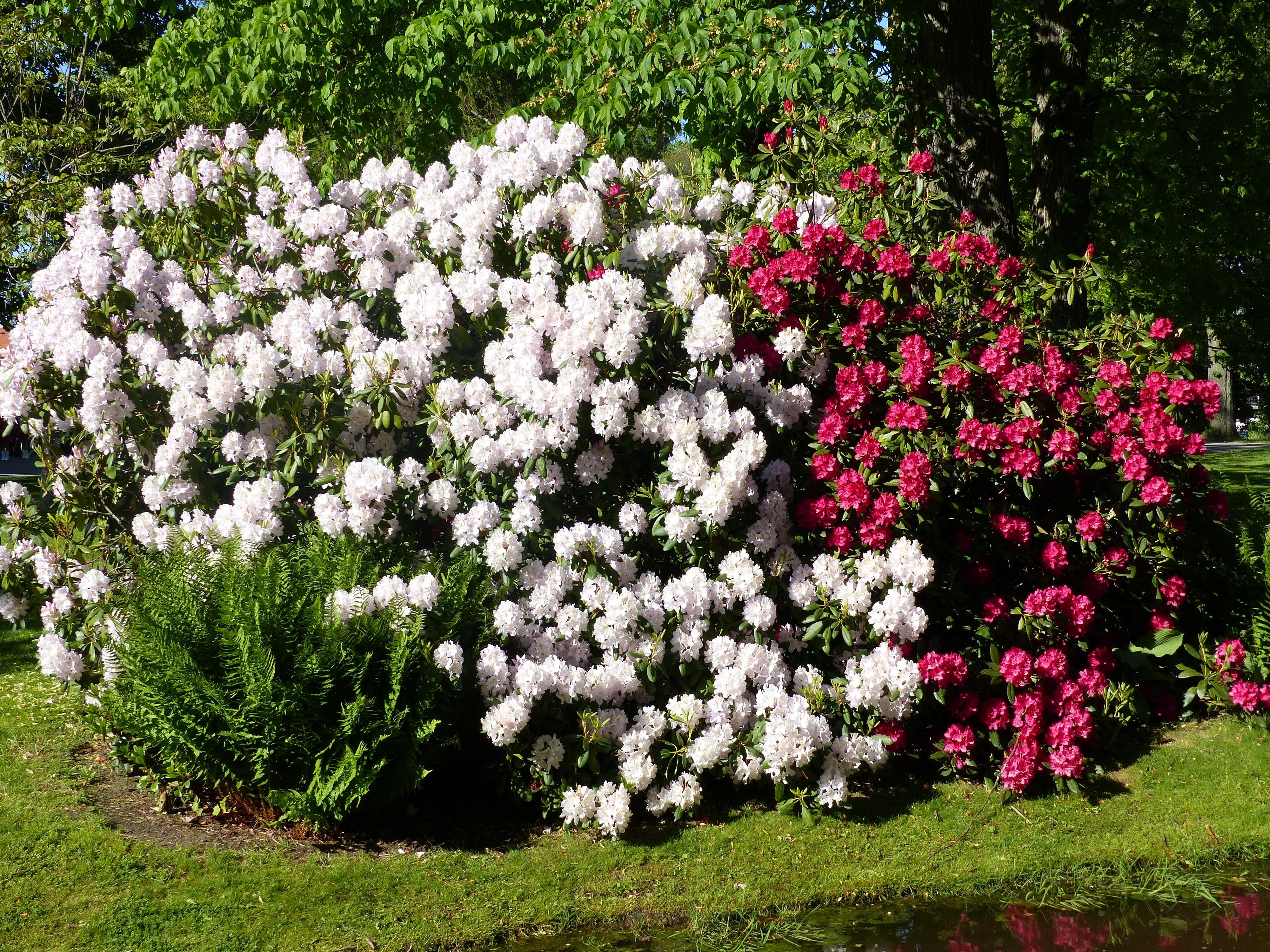 Grass Flowers Rhododendron Park Colors Summer Flower Wallpaper