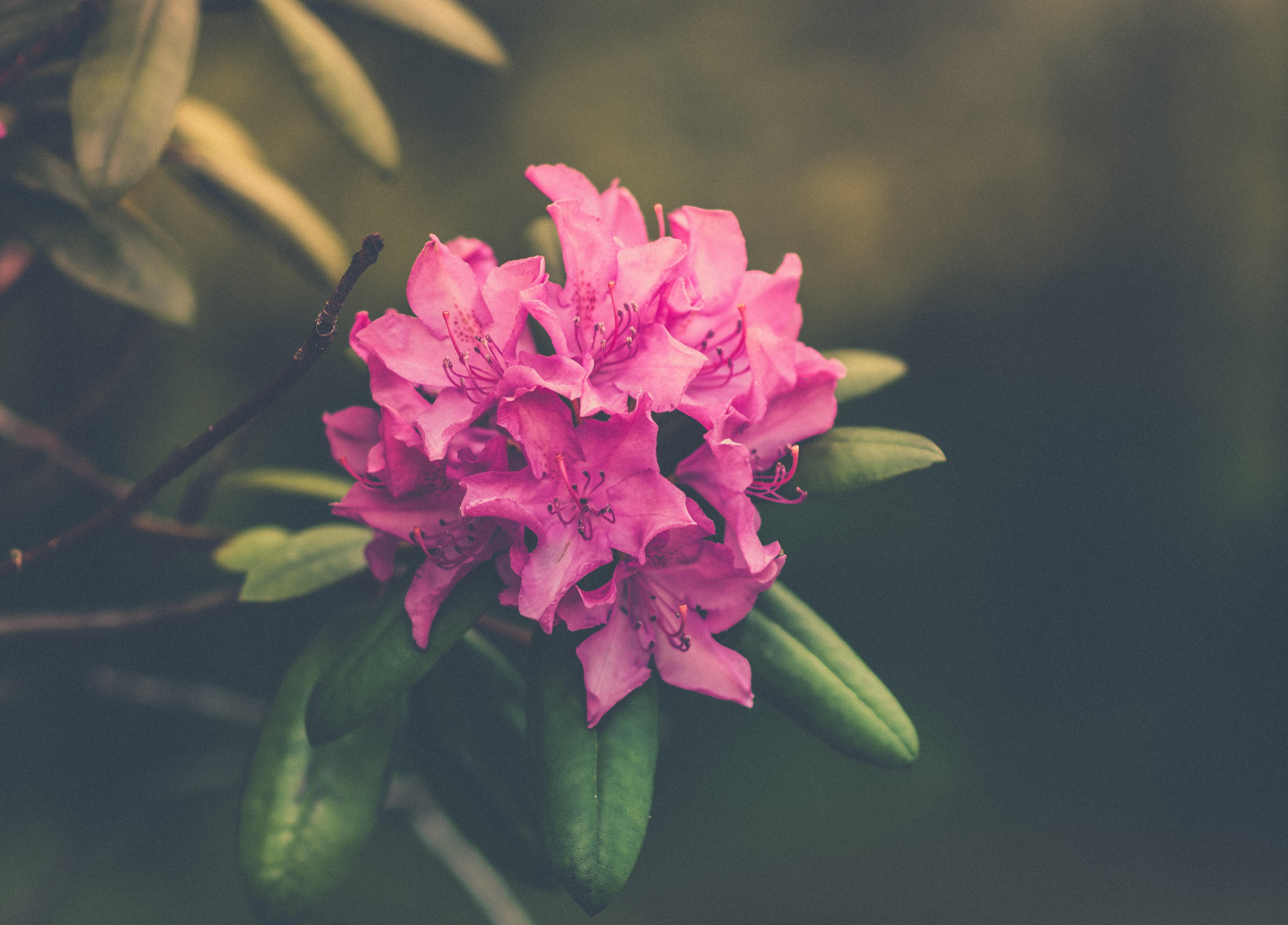 Rhododendron Flowers Wallpapers - Wallpaper Cave