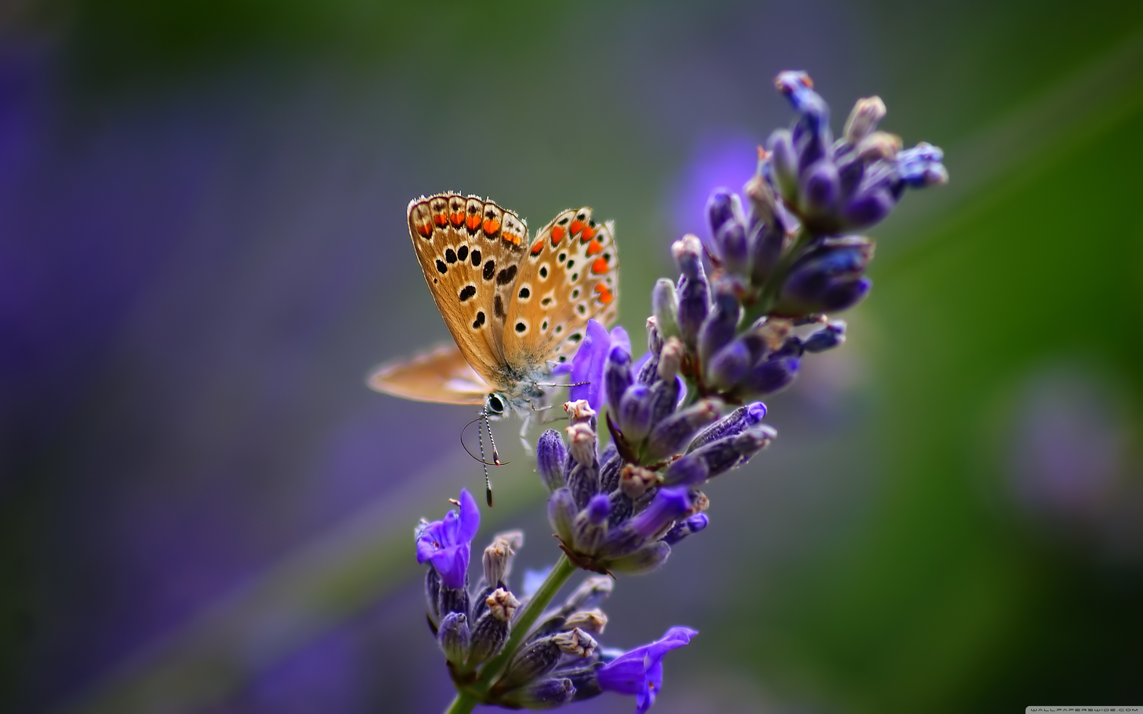 Butterfly On Lavender Flower ❤ 4K HD Desktop Wallpaper for 4K Ultra