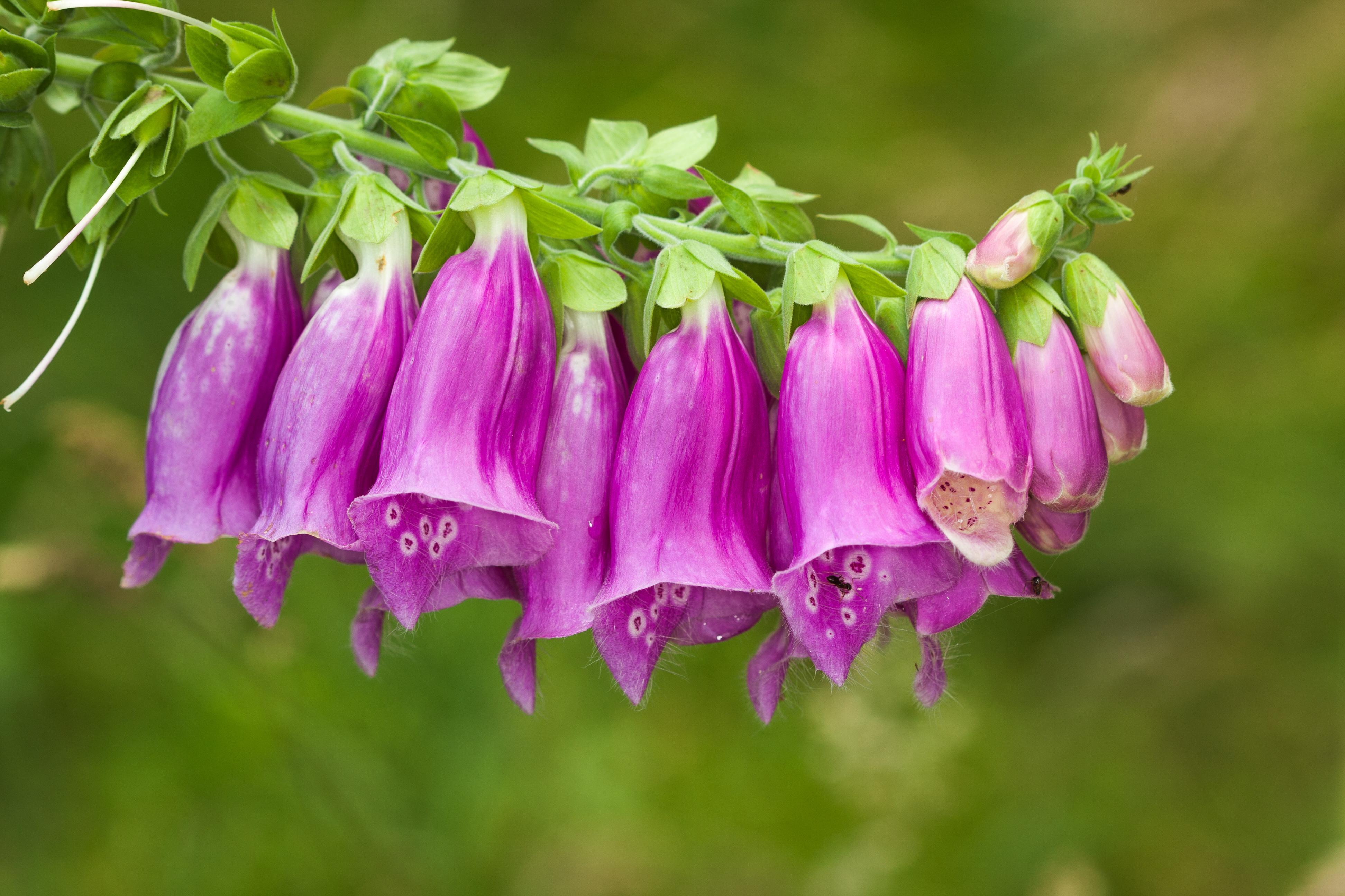 Image Violet Flowers Digitalis 3888x2592