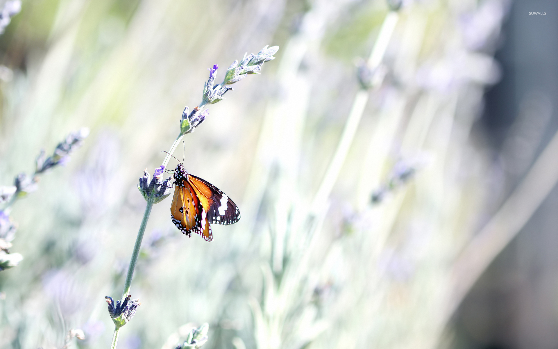 Lavender And Butterflies Wallpapers - Wallpaper Cave