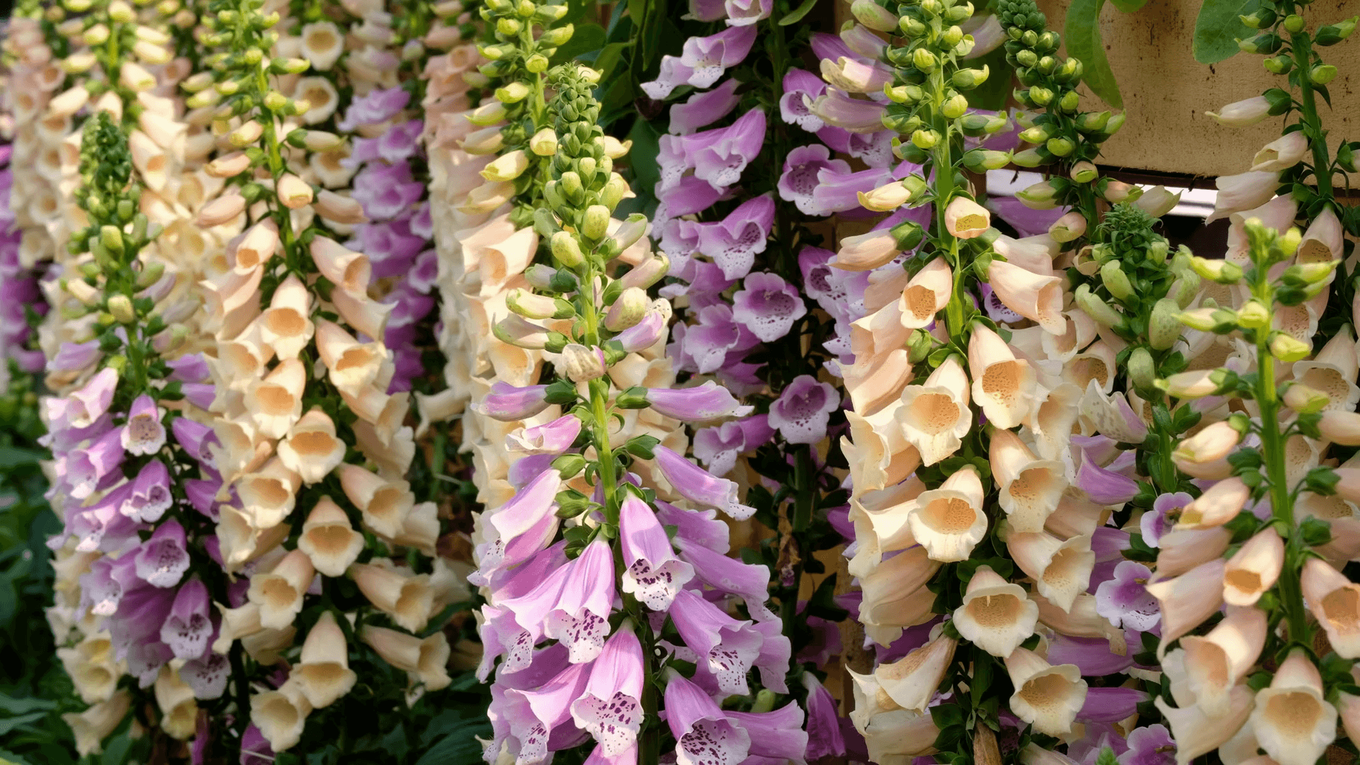 Close up of Pink Foxgloves (Digitalis Purpurea) Stock Video Footage