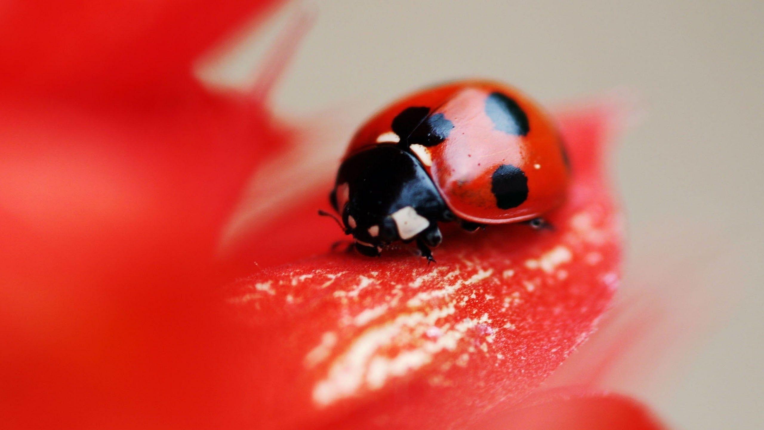 Animal Ladybug Macro On The Red Flower Wallpaper Background