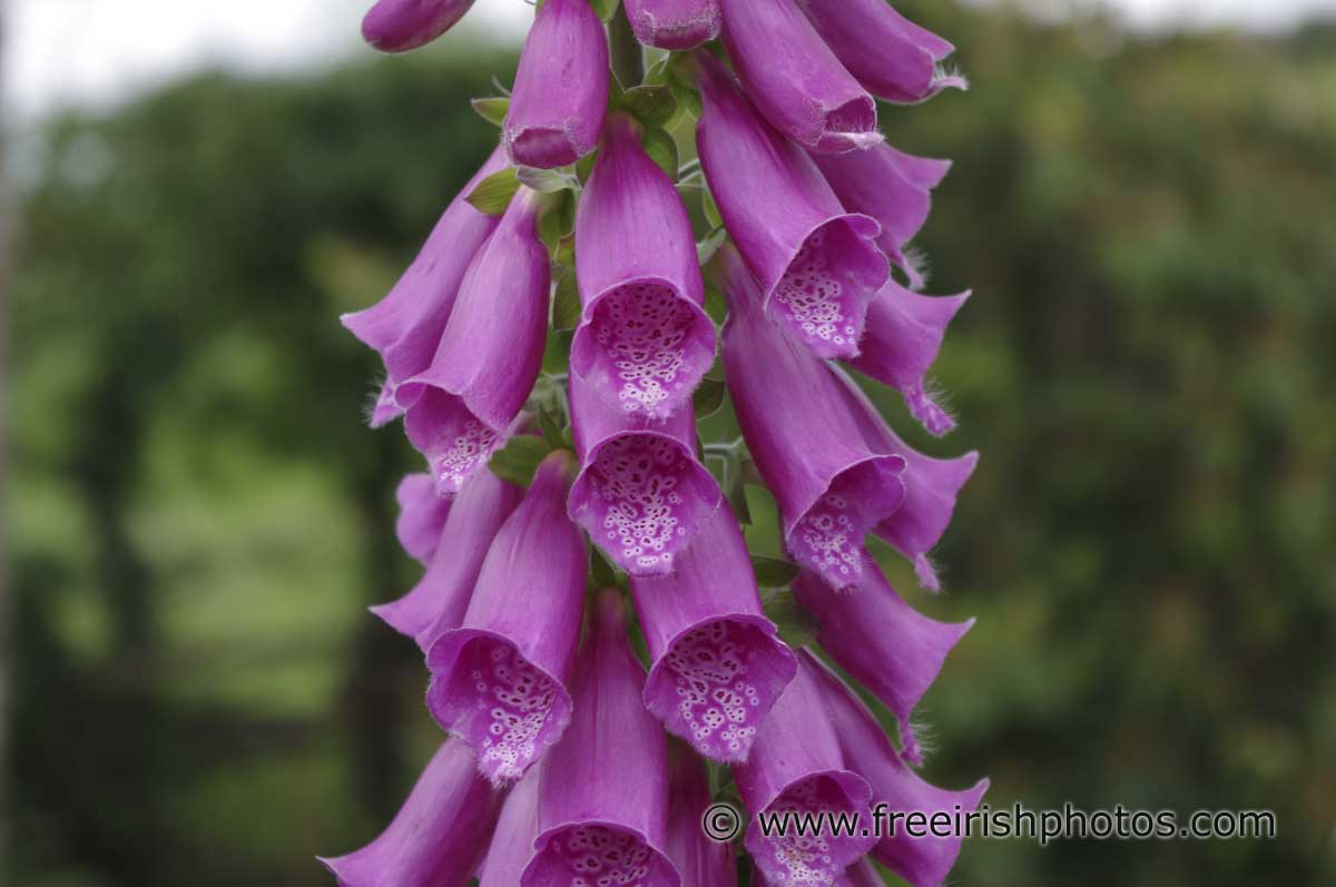 Purple flowers close up foxglove wallpaper
