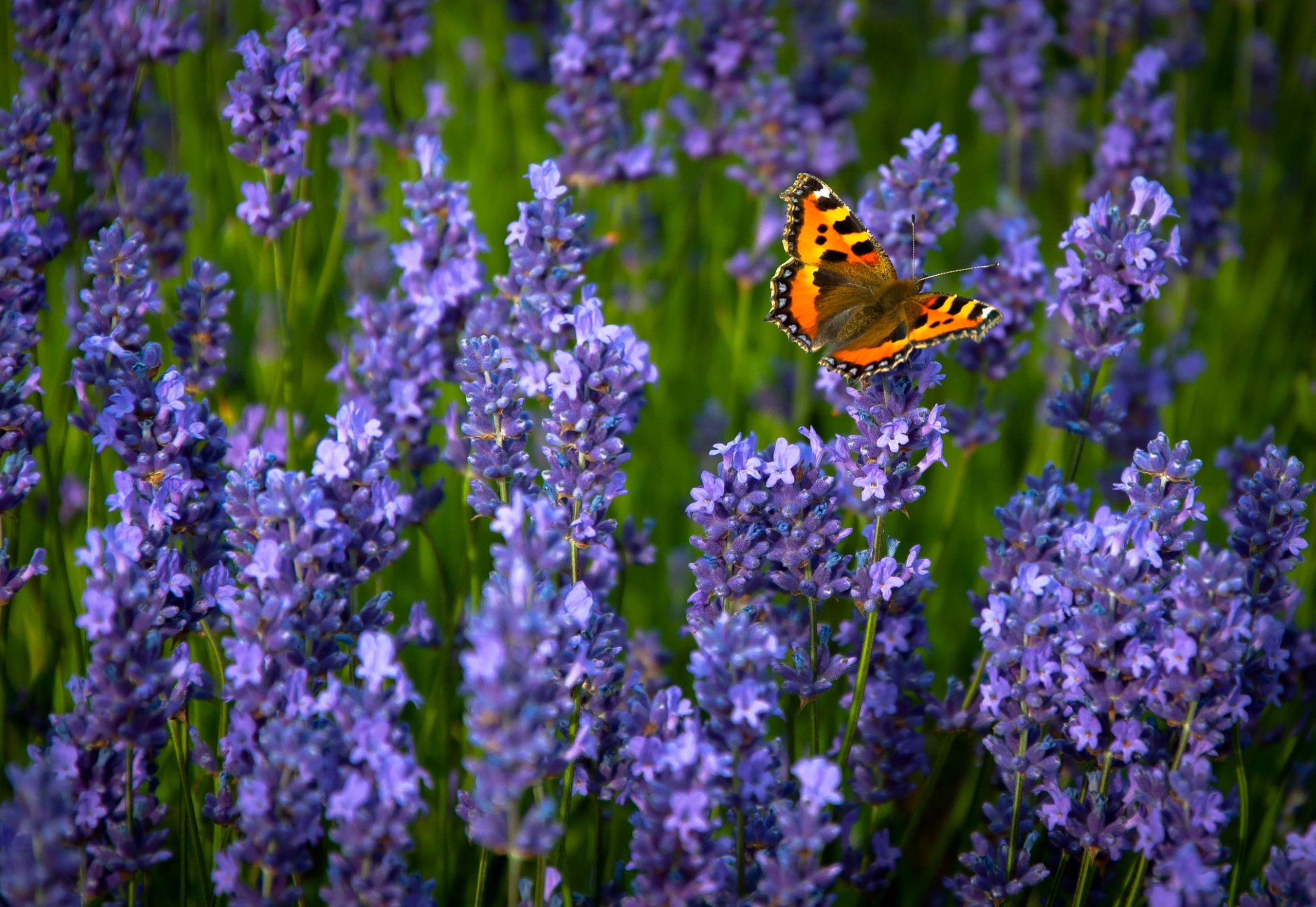 Ordinary, Hives, Lavender, Butterfly Wallpaper HD