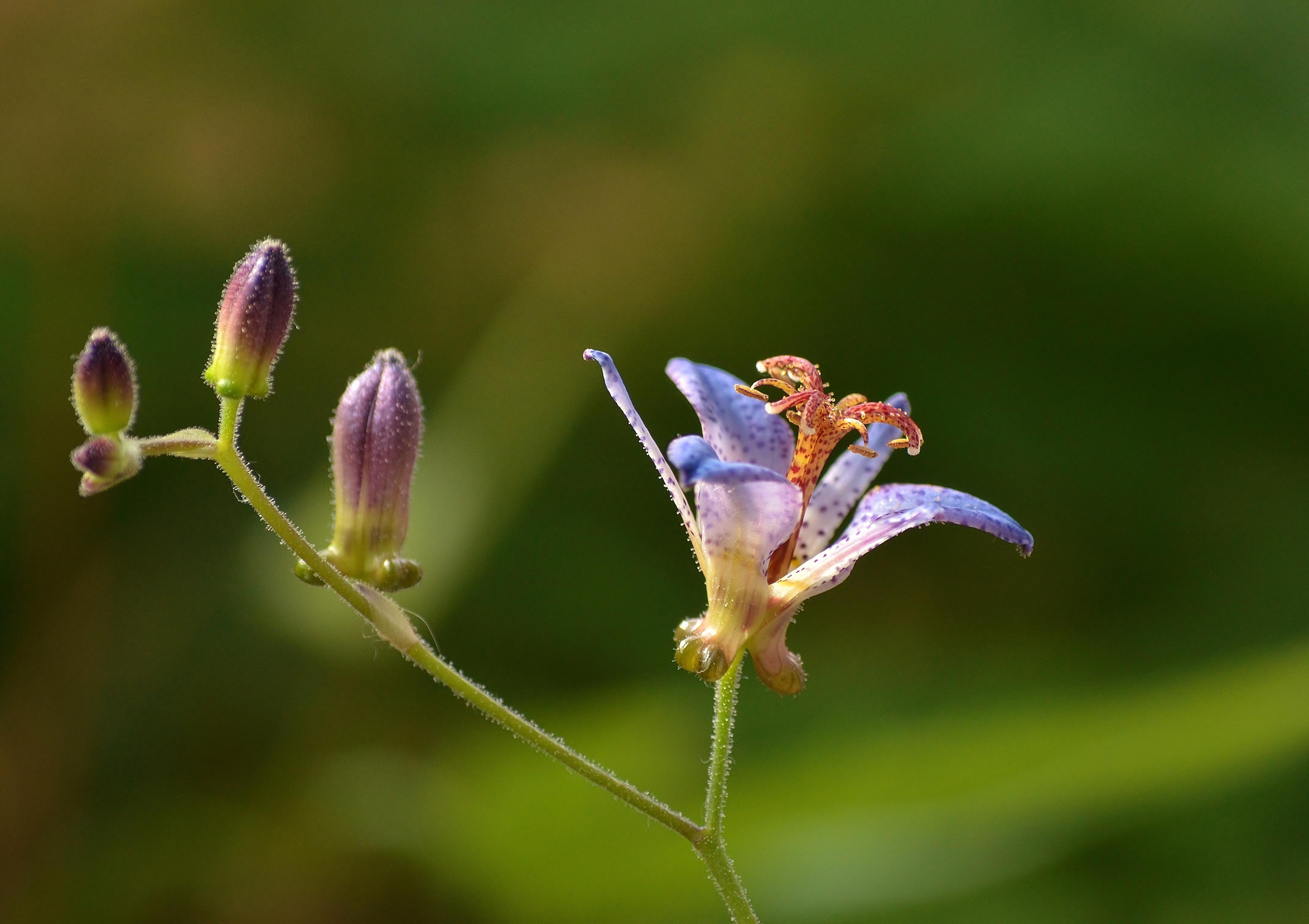 Insect in herbs wallpaper