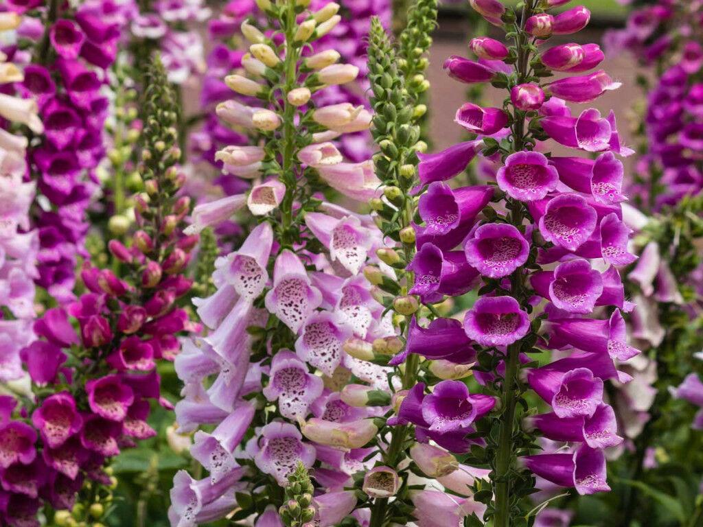 Violet Foxgloves Wallpapers - Wallpaper Cave