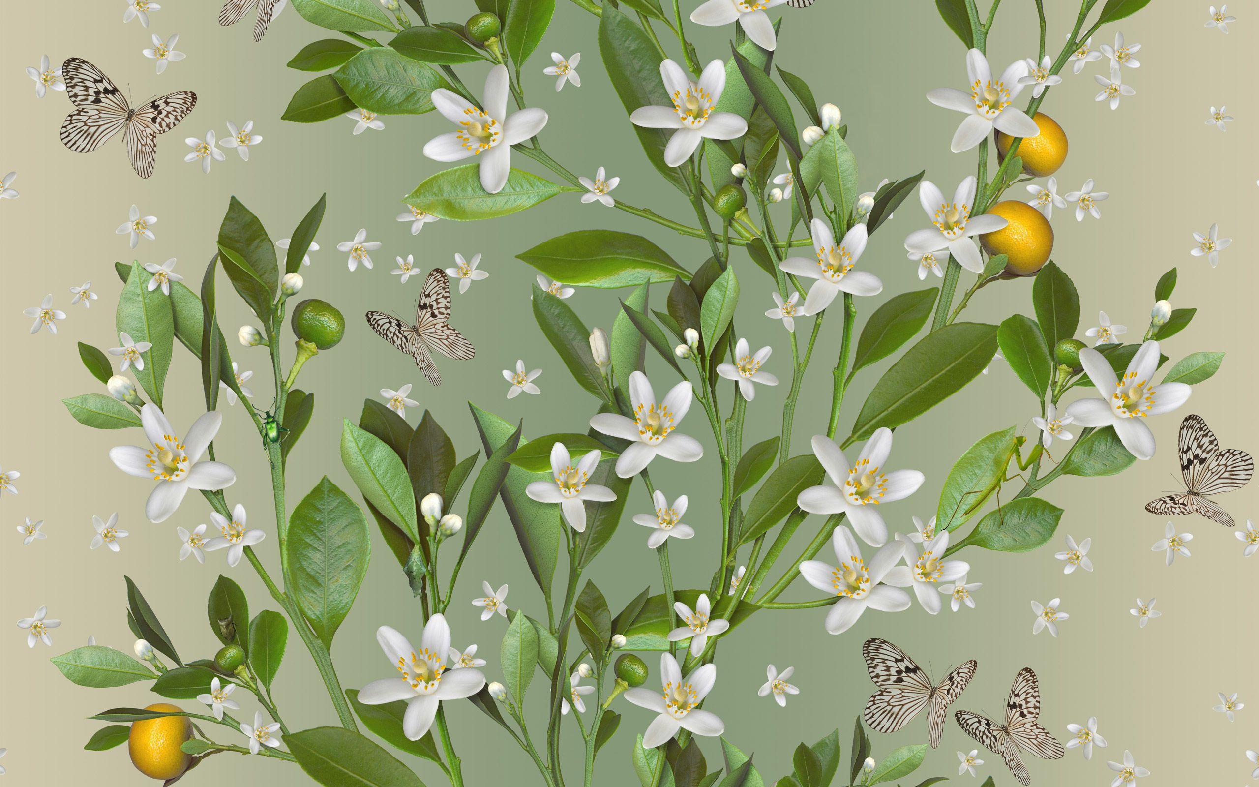 Jo Malone Wallpaper Blossom. Patterns. Chinoiserie, Home