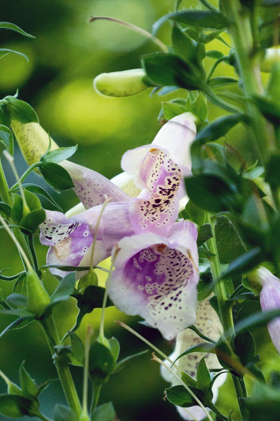 Get Free of Fox Gloves Flowers Online. Download Latest
