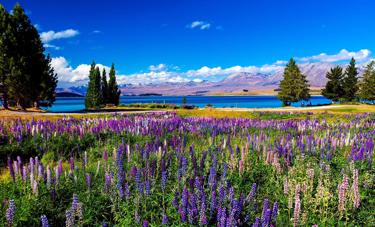 Wallpaper Nature Sky Fields Scenery foxgloves Rivers
