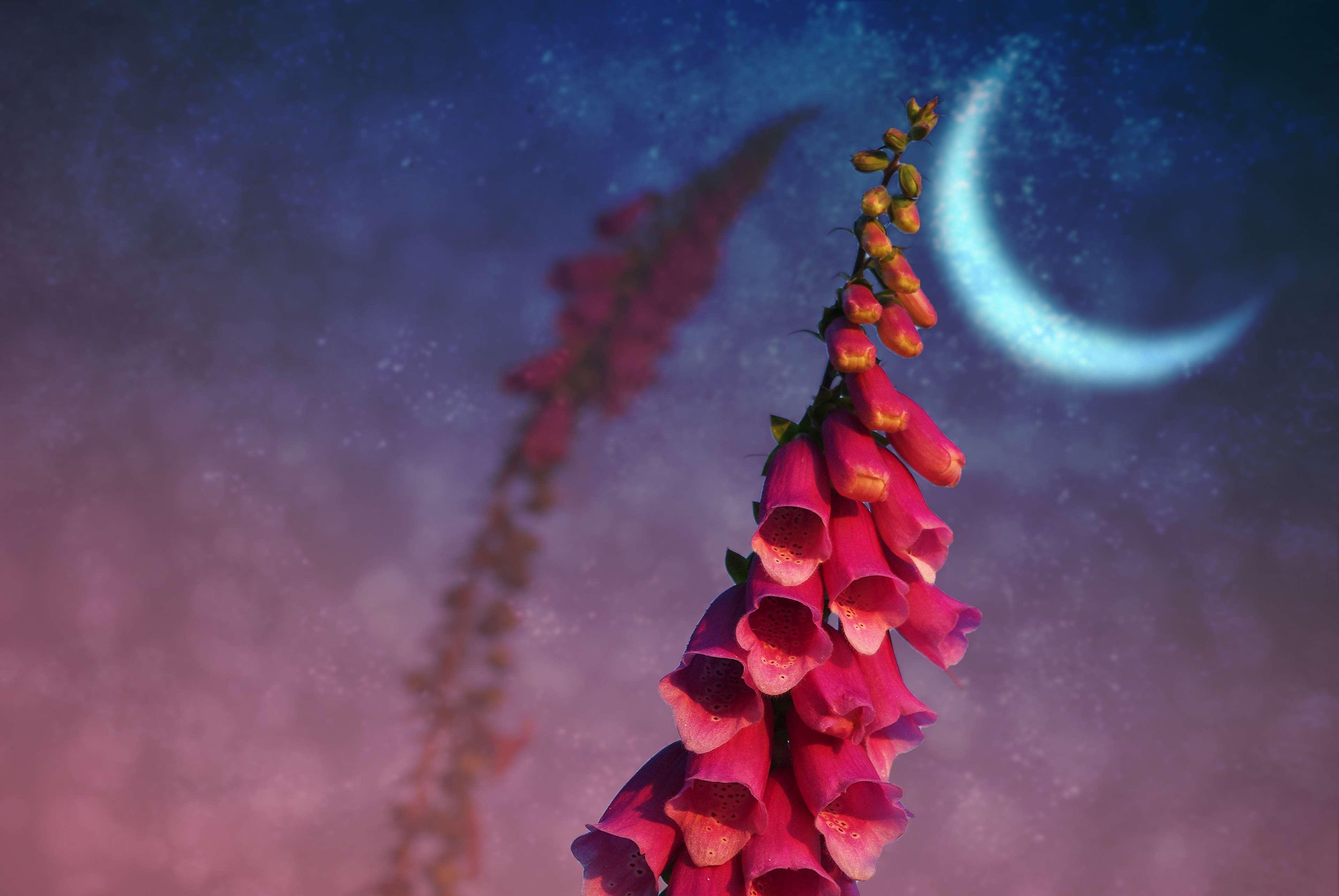 bloom, blossom, close, common foxglove, composing, flower