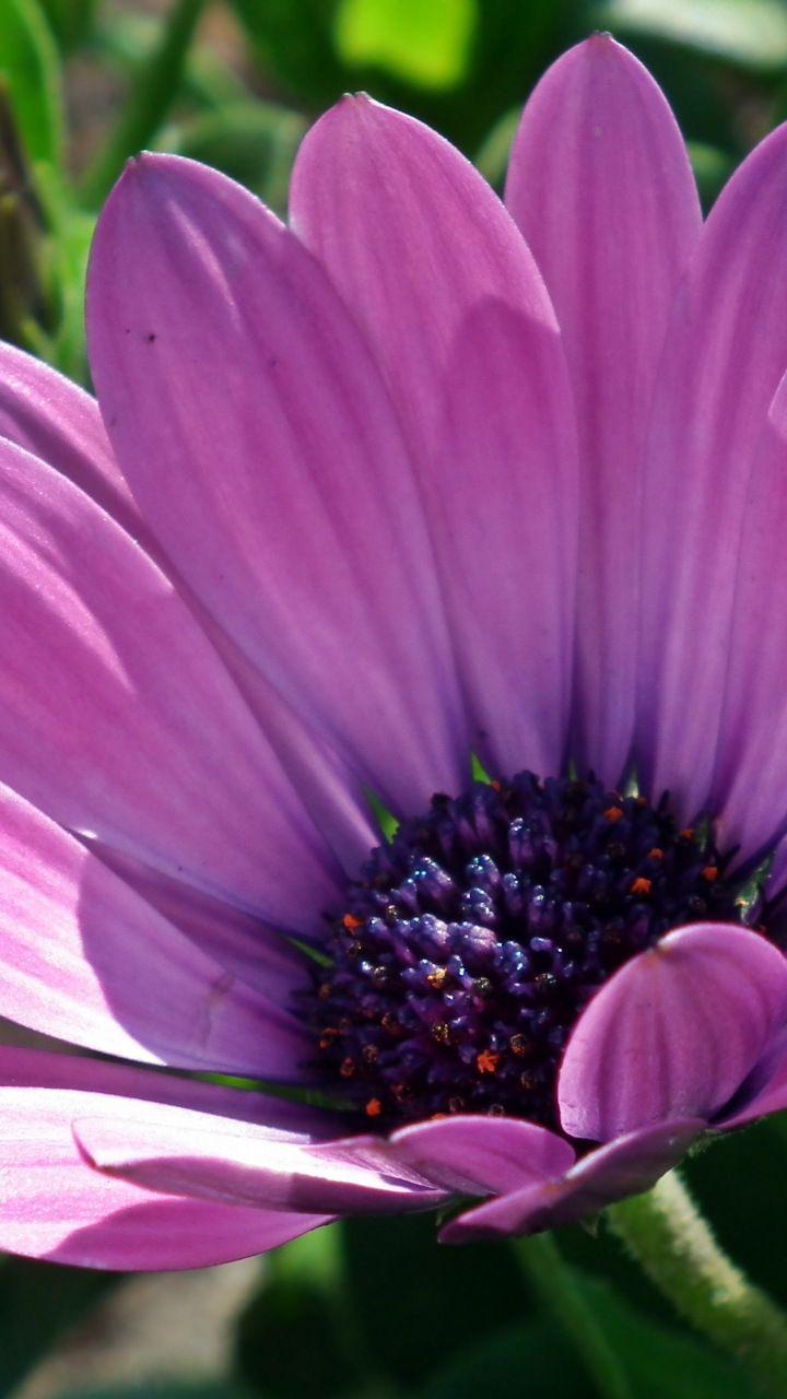 Nature spring purple flowers close up wallpaper