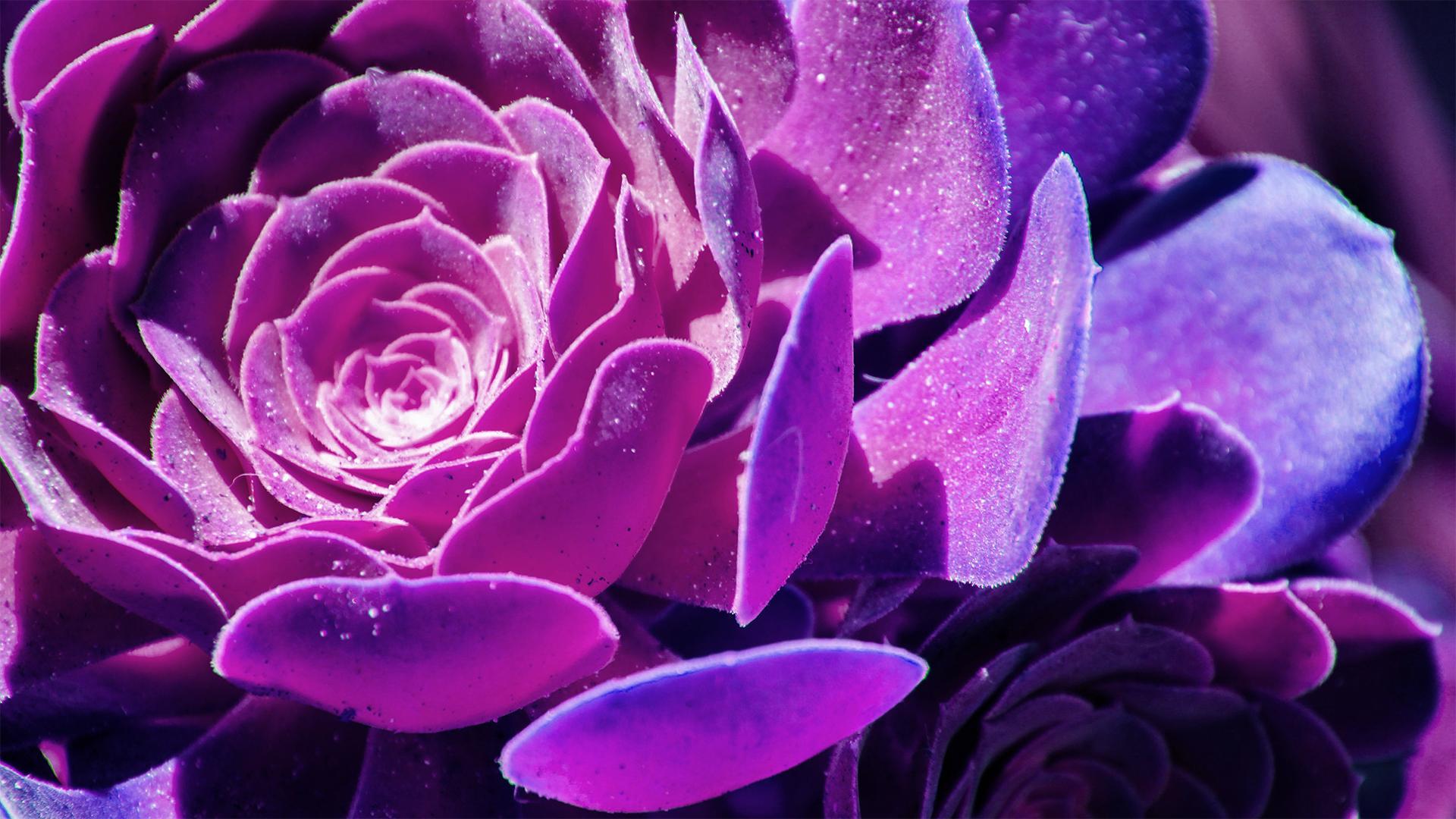 Blossom, Flora, Flower, Foxglove, Plant resized