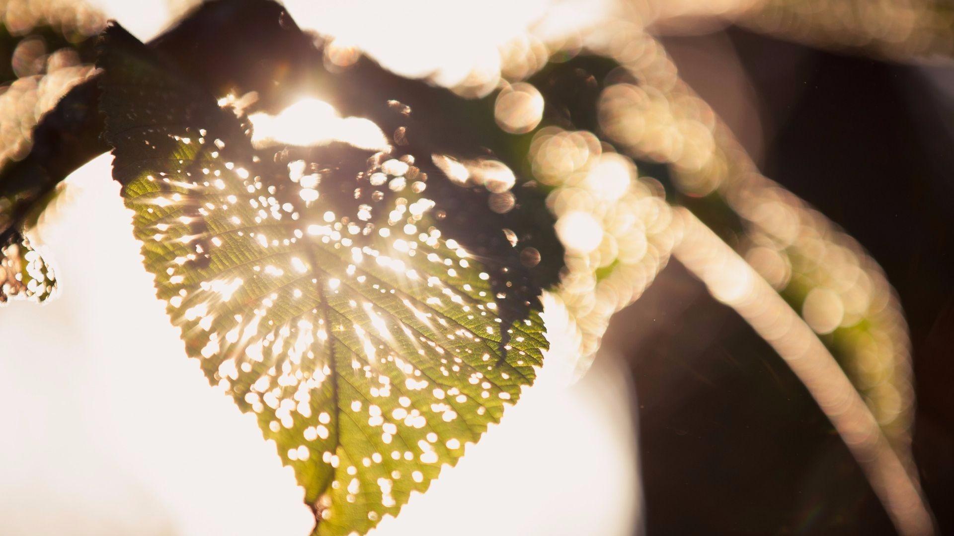 Ask an Arborist: How do I Check for Tree Pests?. Arbor Day Blog