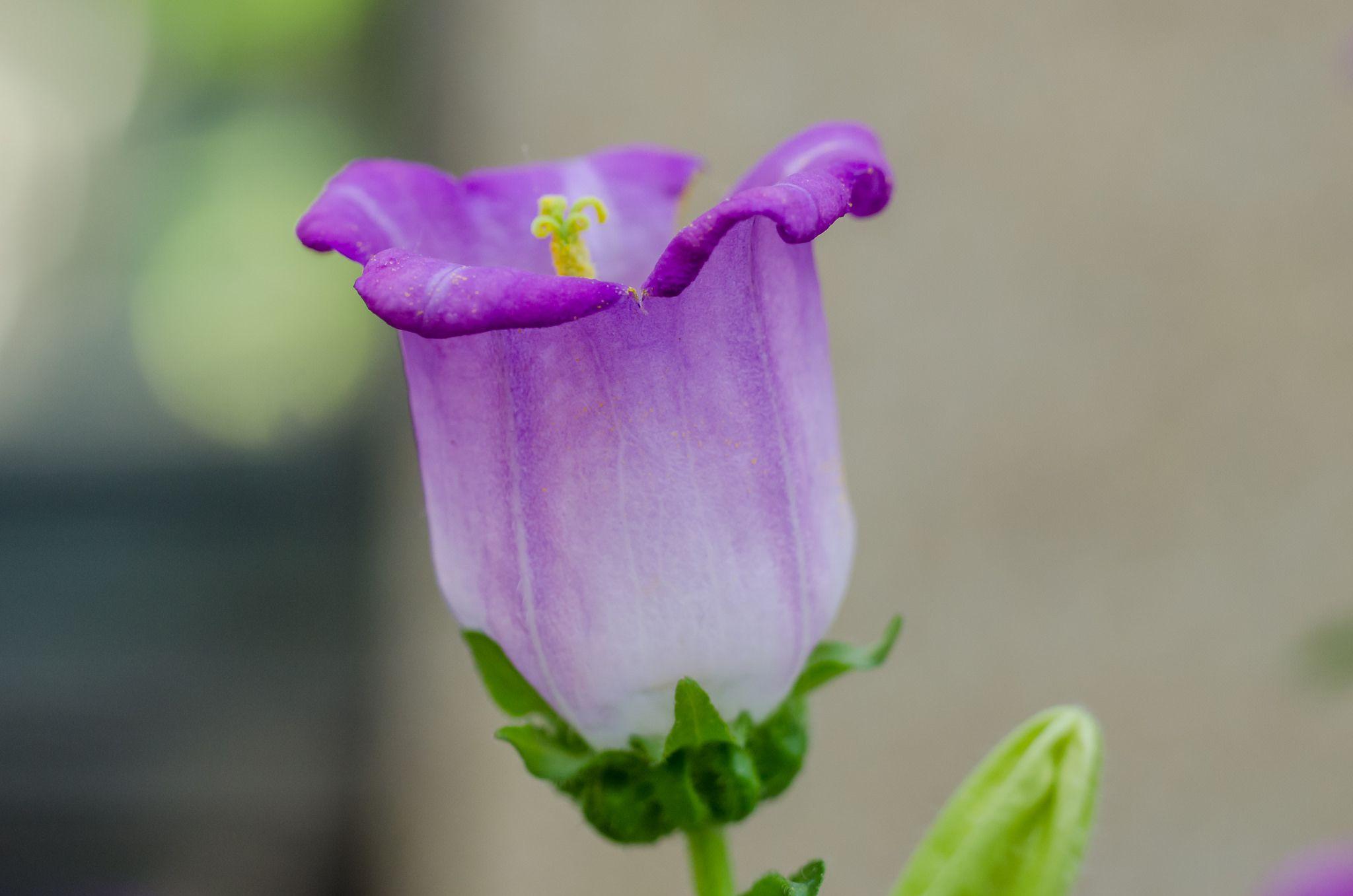Biennial Flowers for the Garden