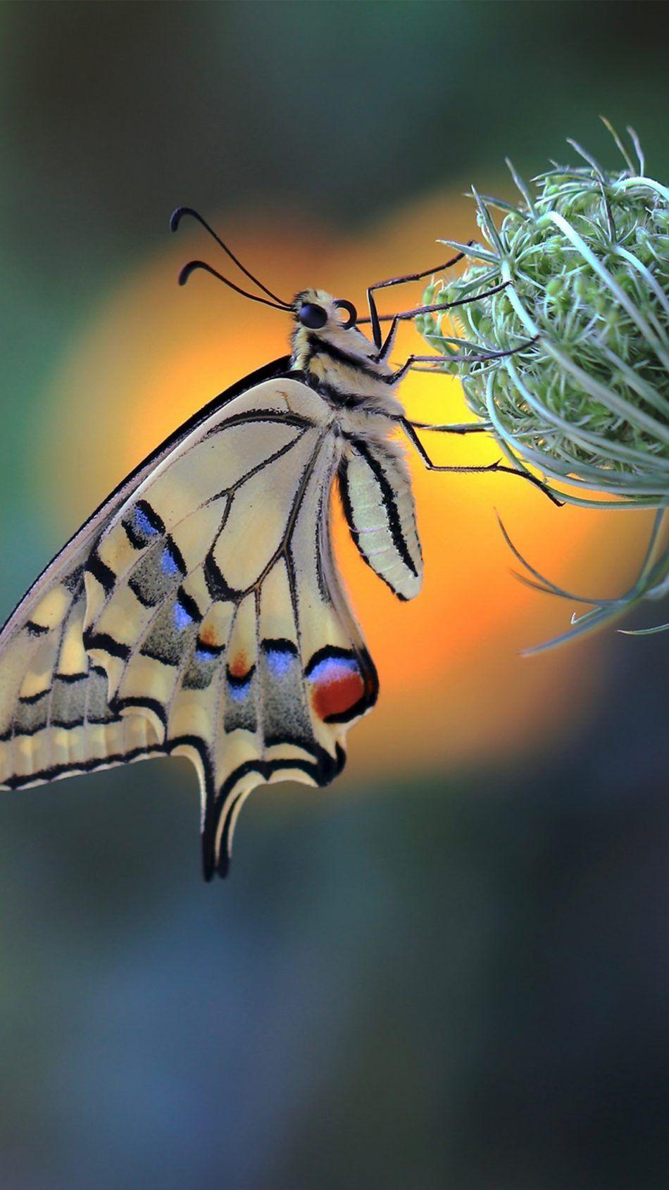 Butterfly Insect Flower Macro 4K Ultra HD Mobile Wallpaper. Insects, Beautiful butterflies, Pet birds