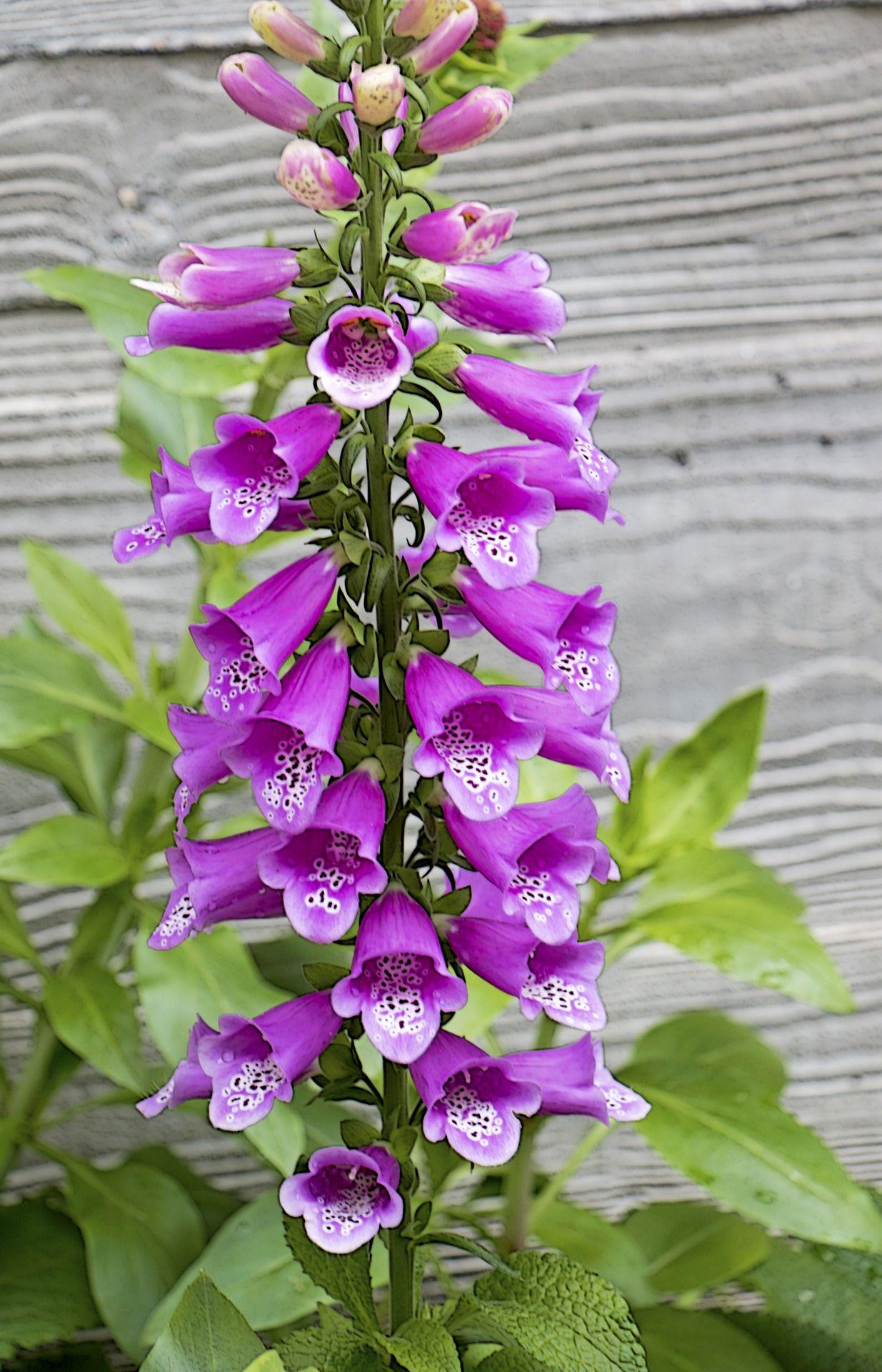 Violet Foxgloves Wallpapers - Wallpaper Cave