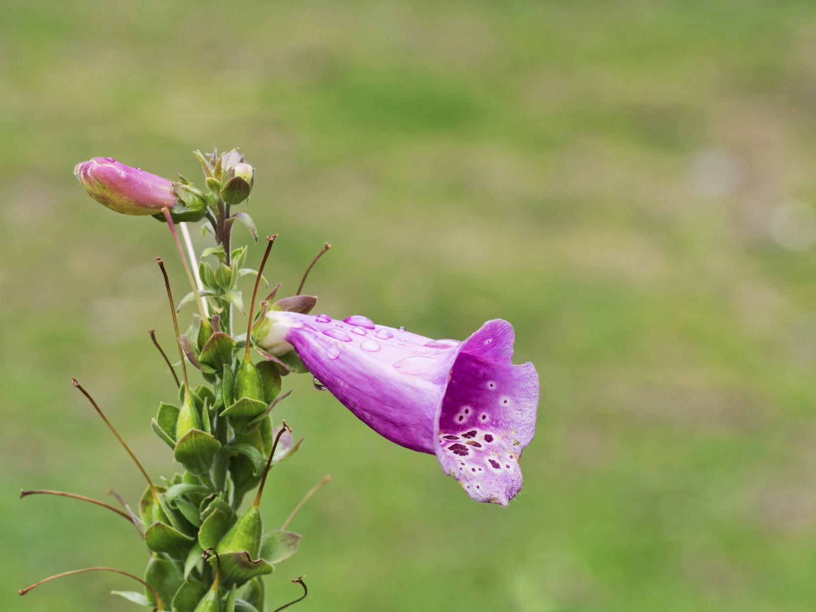 Should You Deadhead Foxgloves: Tips On Deadheading Foxglove Plants