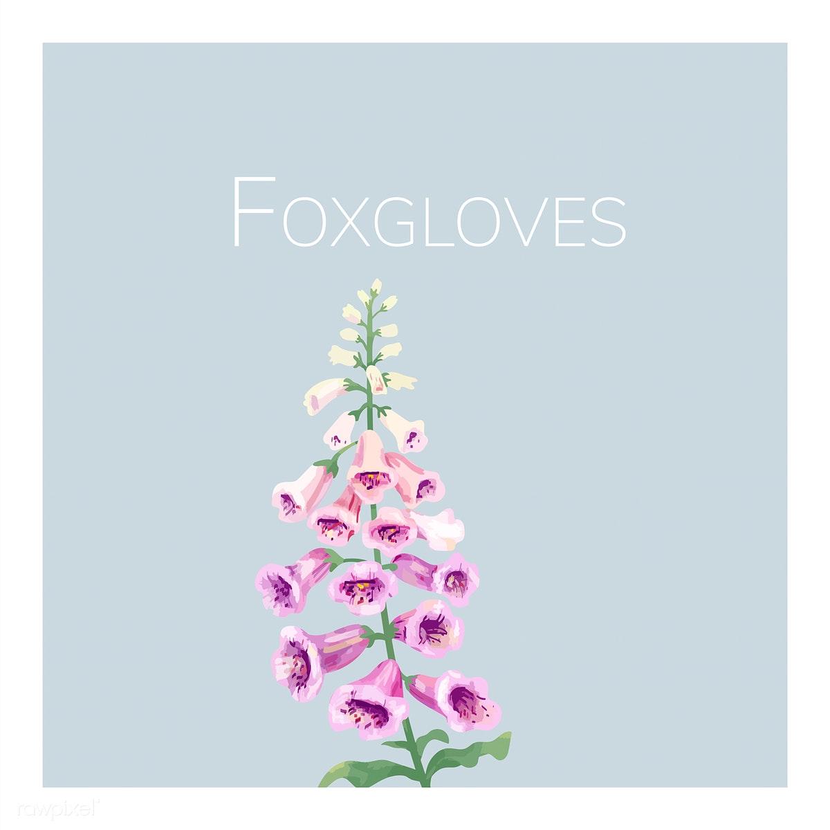 Hand drawn foxgloves flower illustration. Royalty free stock