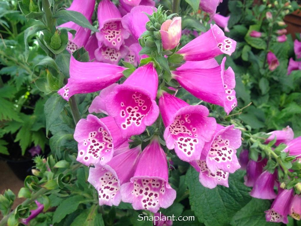 Foxglove Or Digitalis Purpurea Facts And Interesting Information