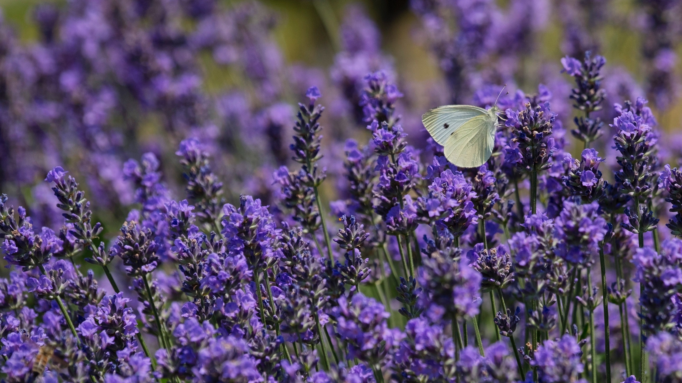 Photo of Cute Butterfly Baby on Lavender Flower