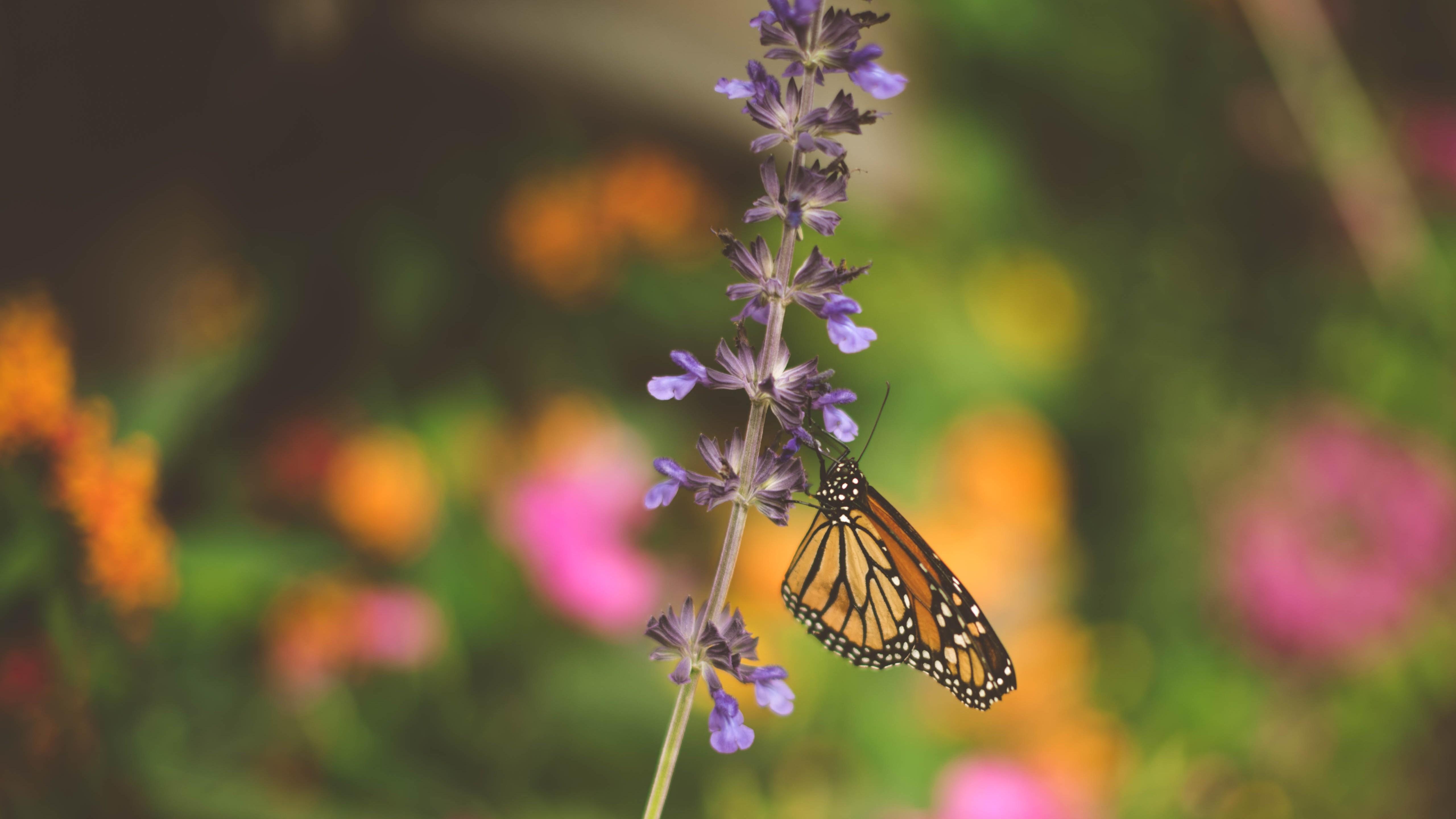 Butterfly on Lavender Flowers 5K Wallpaper