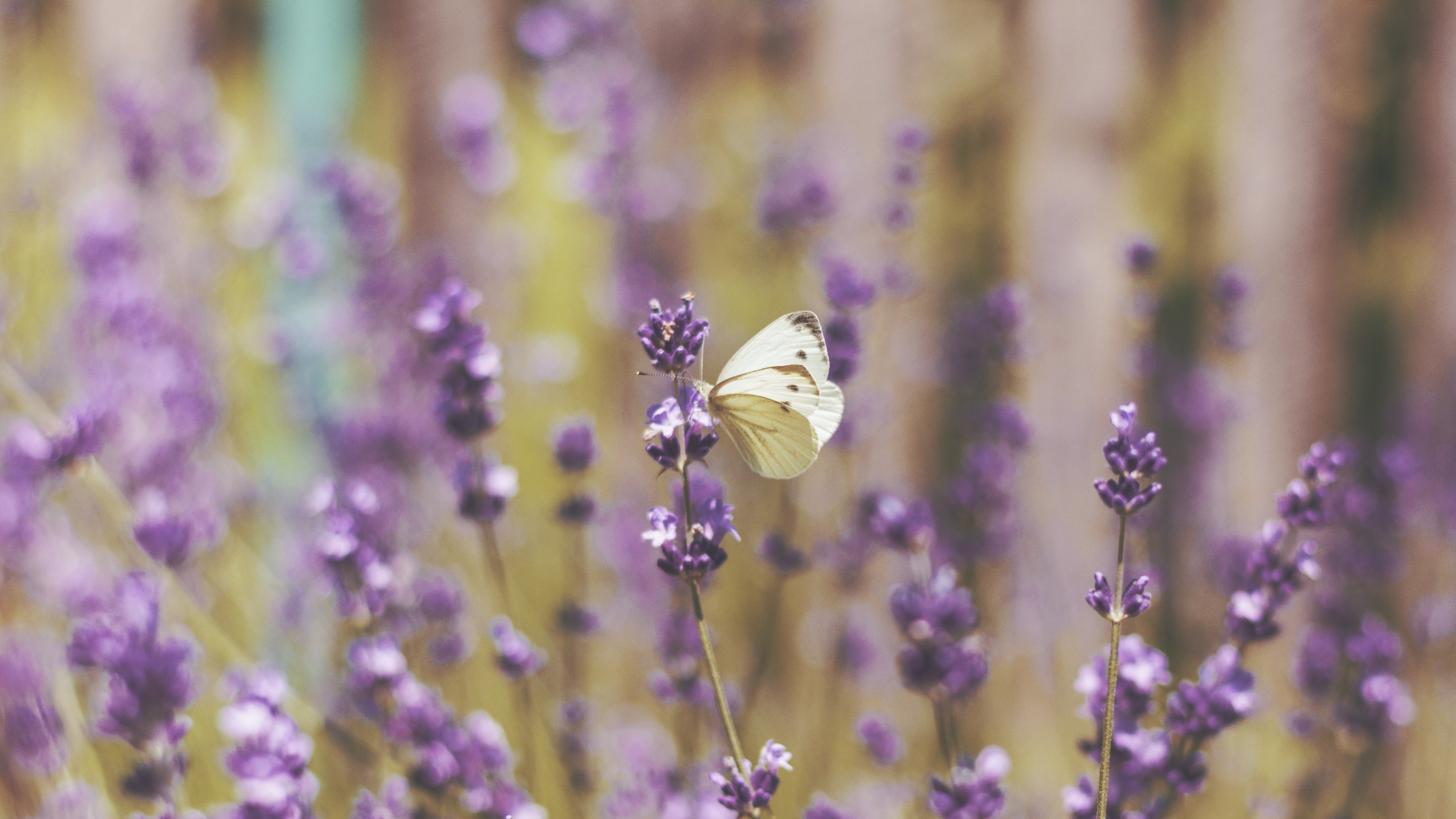 Cute White Butterfly on Lavender Flowers 5K Wallpaper