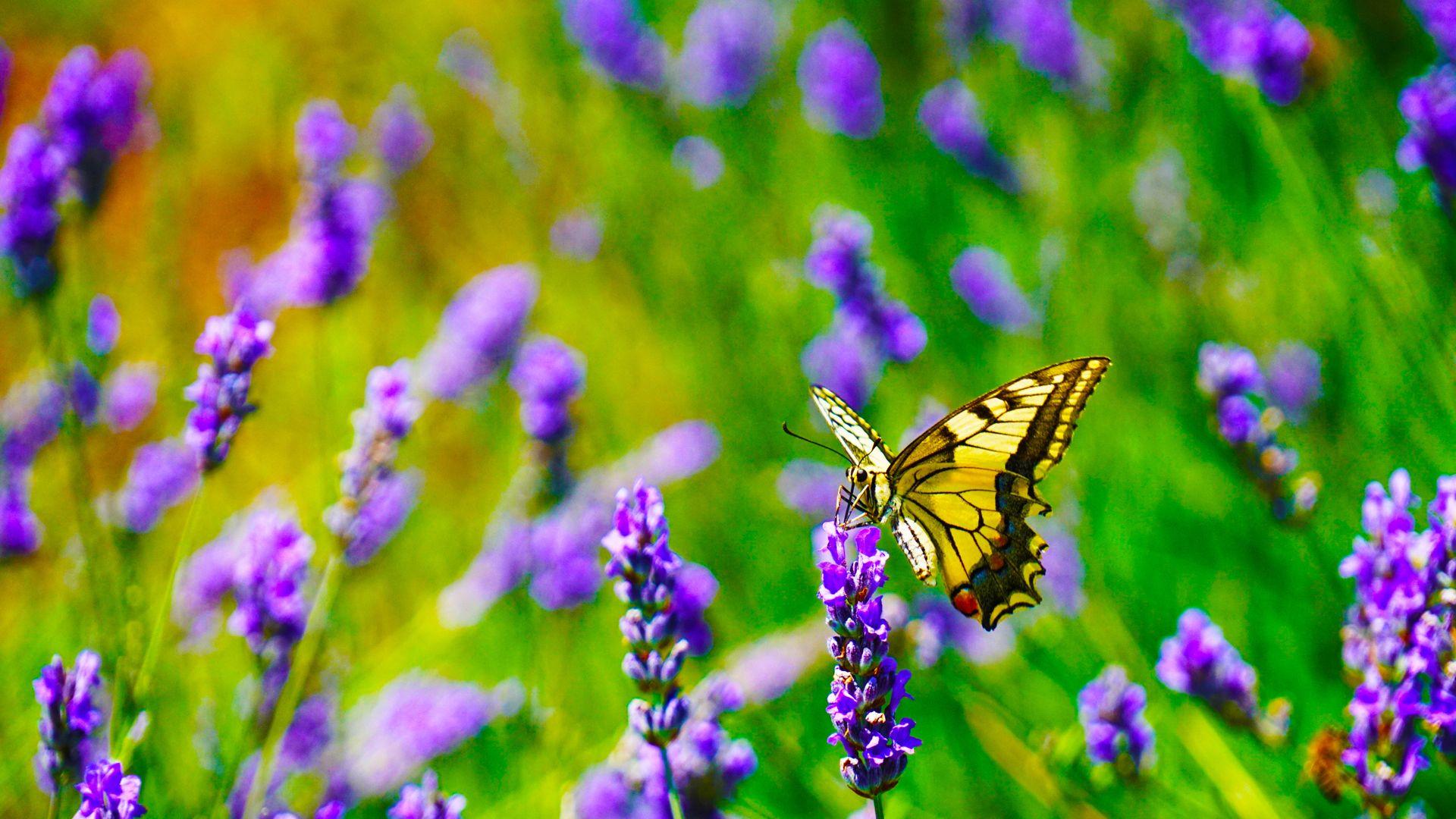 Tiger Swallowtail Butterfly on Purple Lavender Flower Wallpaper