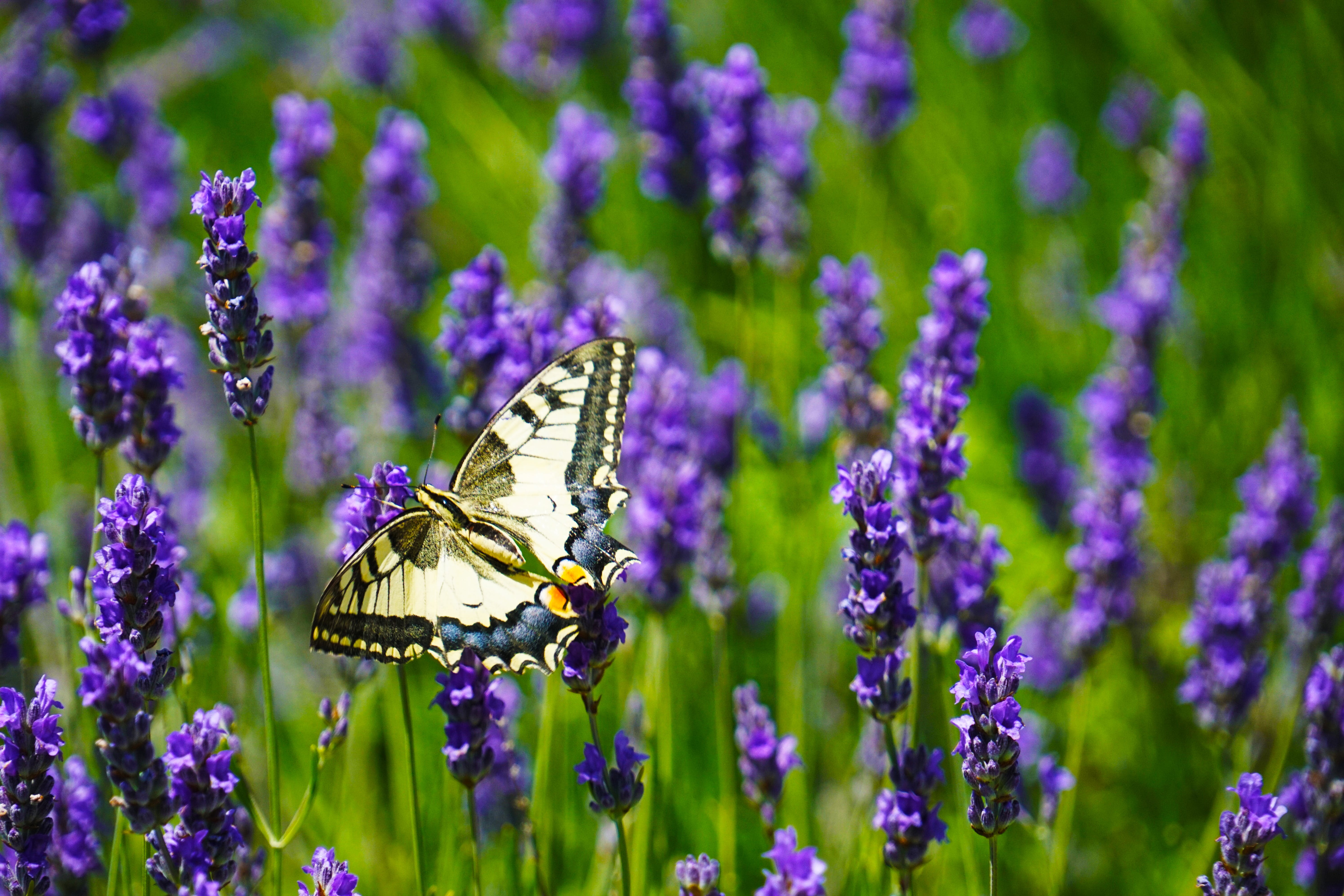 Lavenders Free , Image, Picture, HD Wallpaper