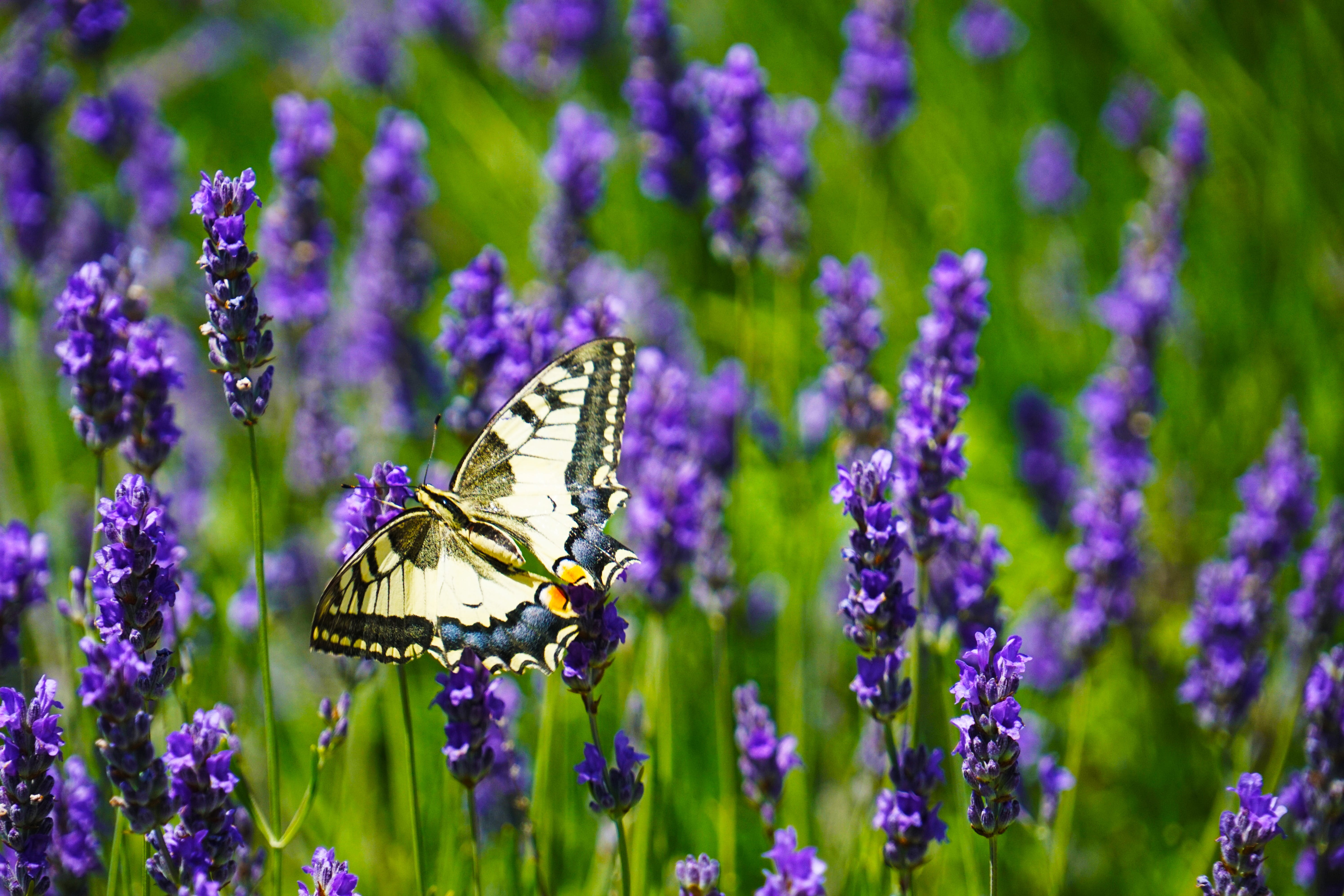 Lavender And Butterflies Wallpapers - Wallpaper Cave