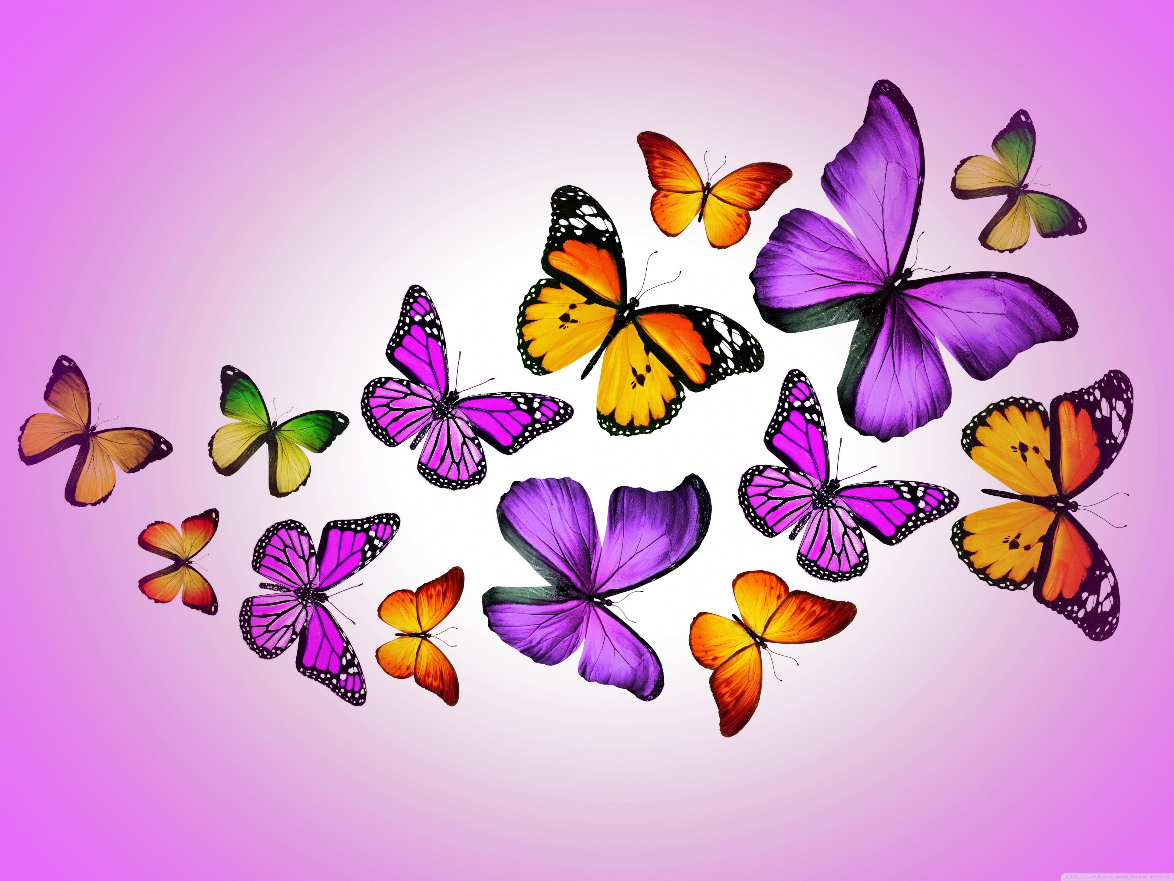 Butterflies ❤ 4K HD Desktop Wallpaper for 4K Ultra HD TV • Wide