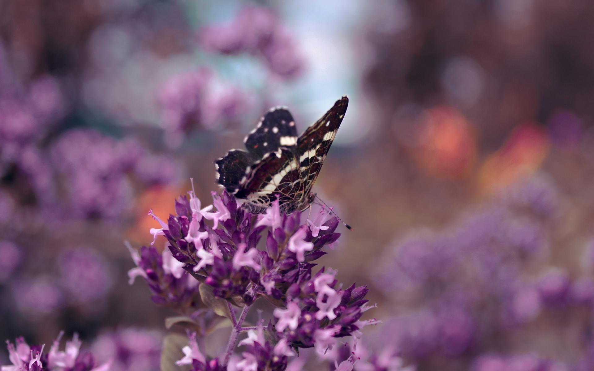 Pollinator, Insect, Lilac, Butterfly, English Lavender HD Wallpaper