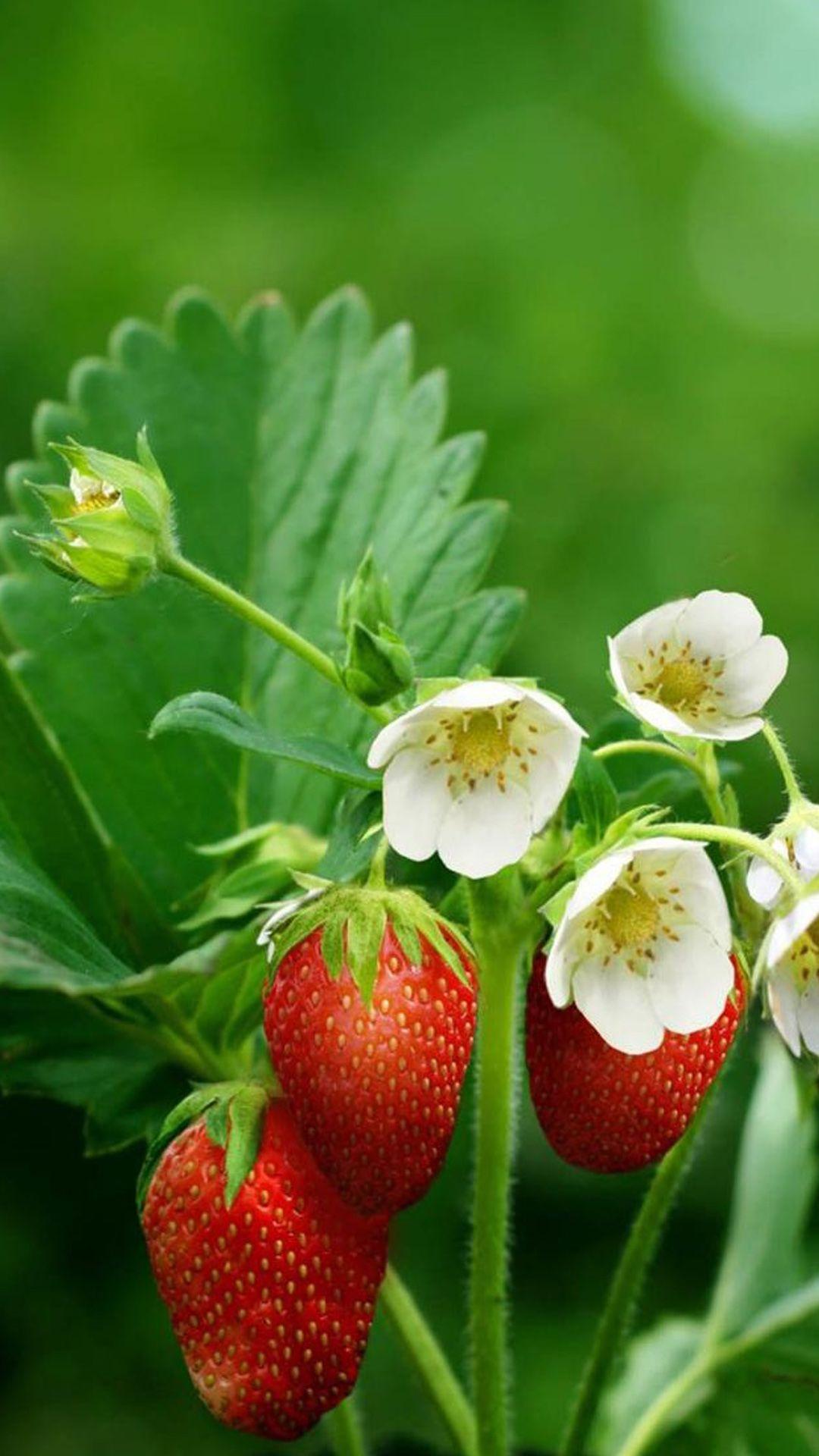 Strawberry flowers for iPhone 6 Plus Wallpaper. Các địa điểm để ghé