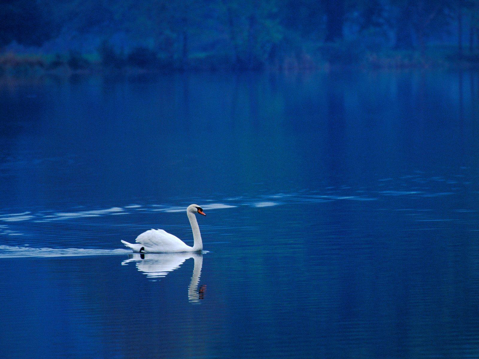 Swan Lake Wallpaper Birds Animals Wallpaper in jpg format for free