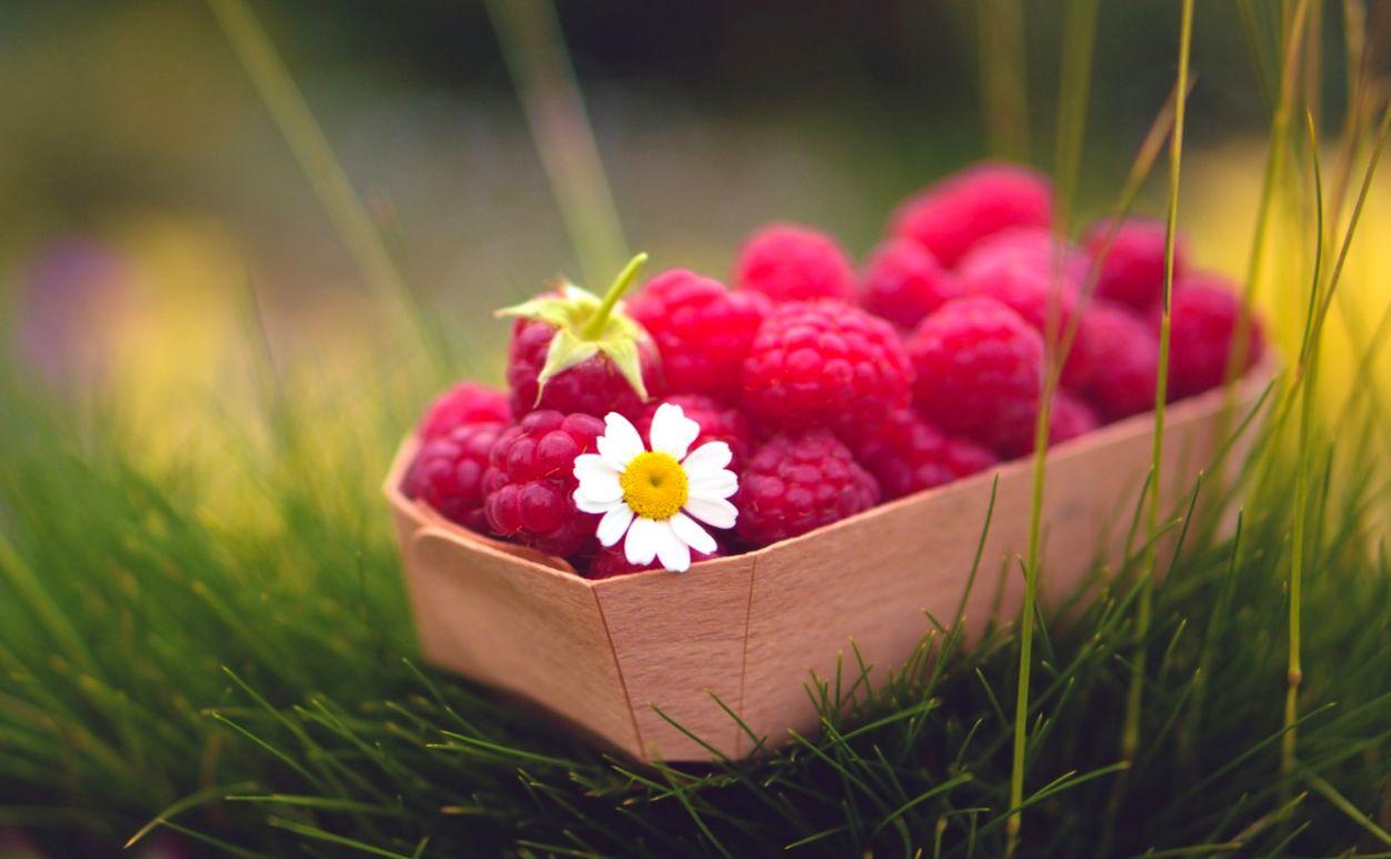 Food Raspberries Berry Daisy Flower Grass Nature HD Wallpaper