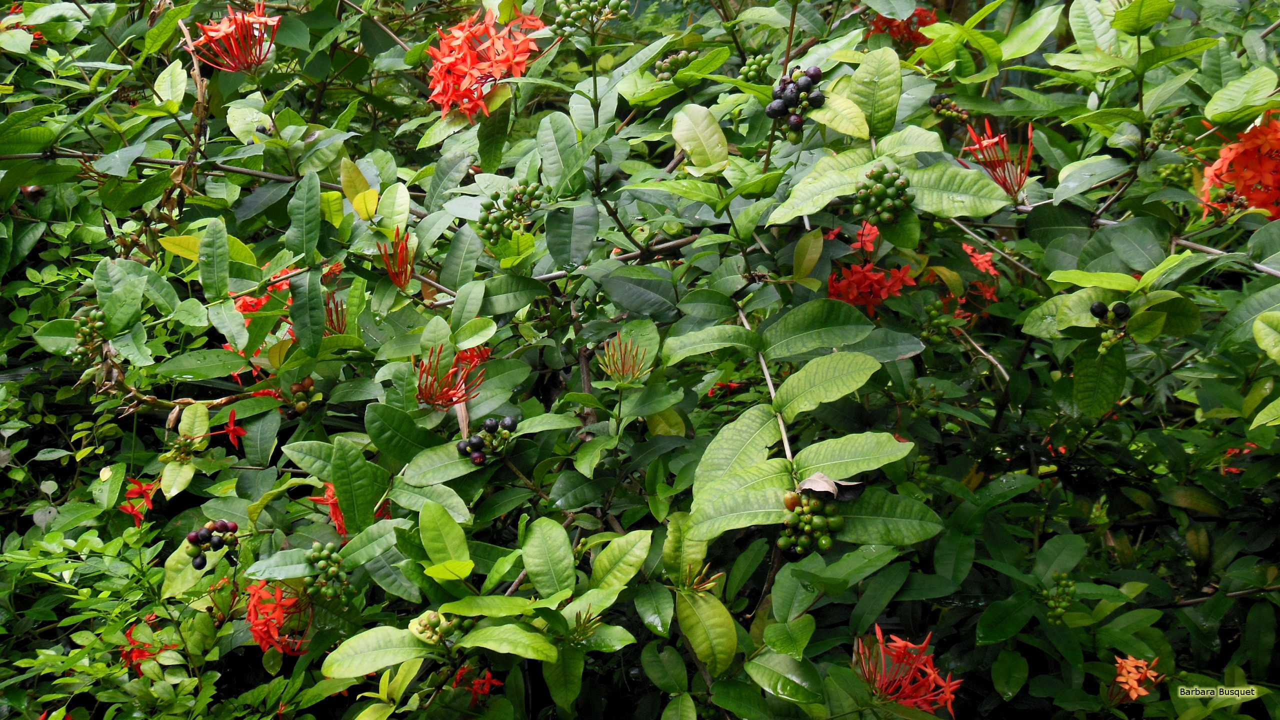 Berries and flowers HD Wallpaper