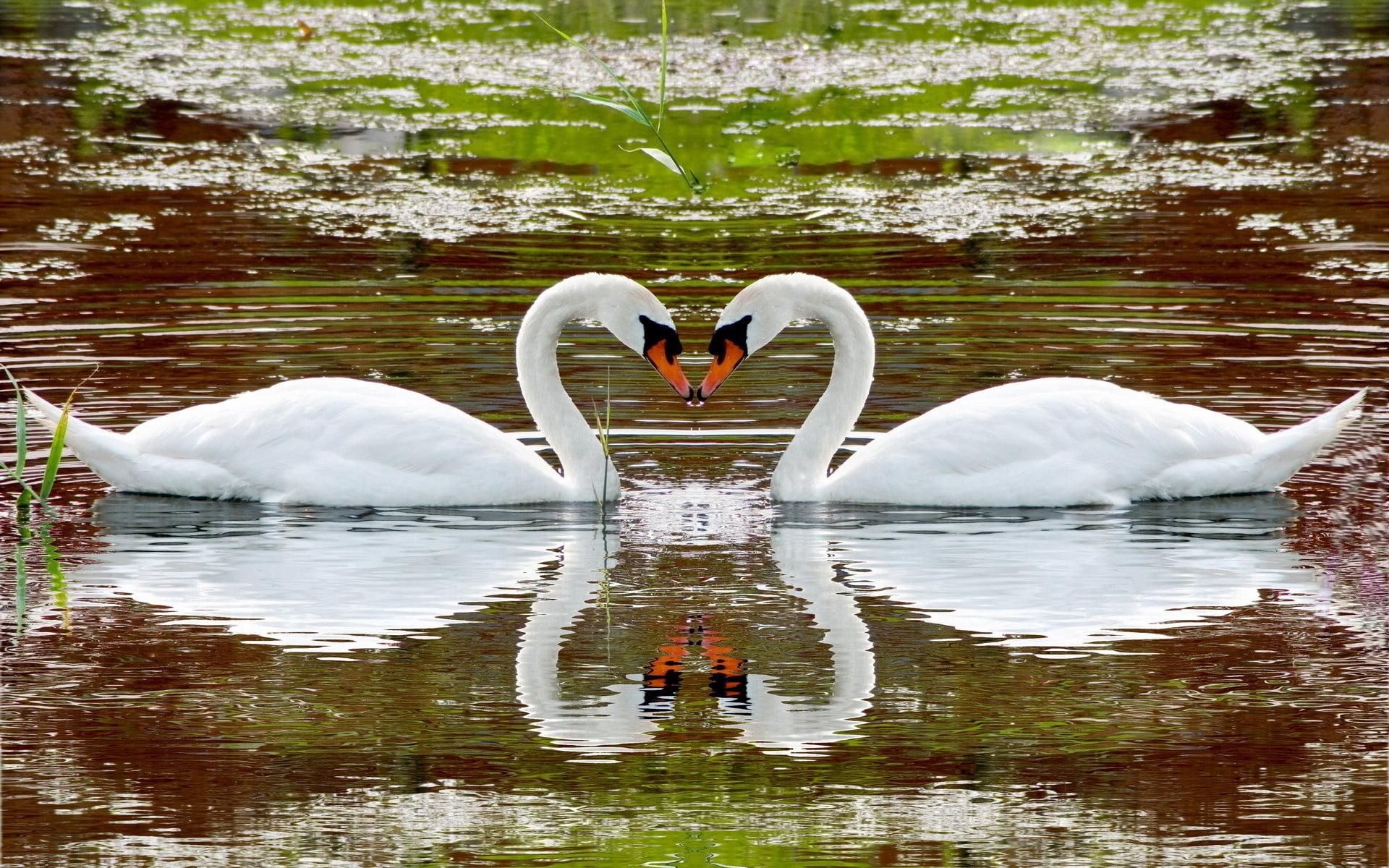 HD wallpaper: two swans, lake, swim, steam, fidelity, reflection