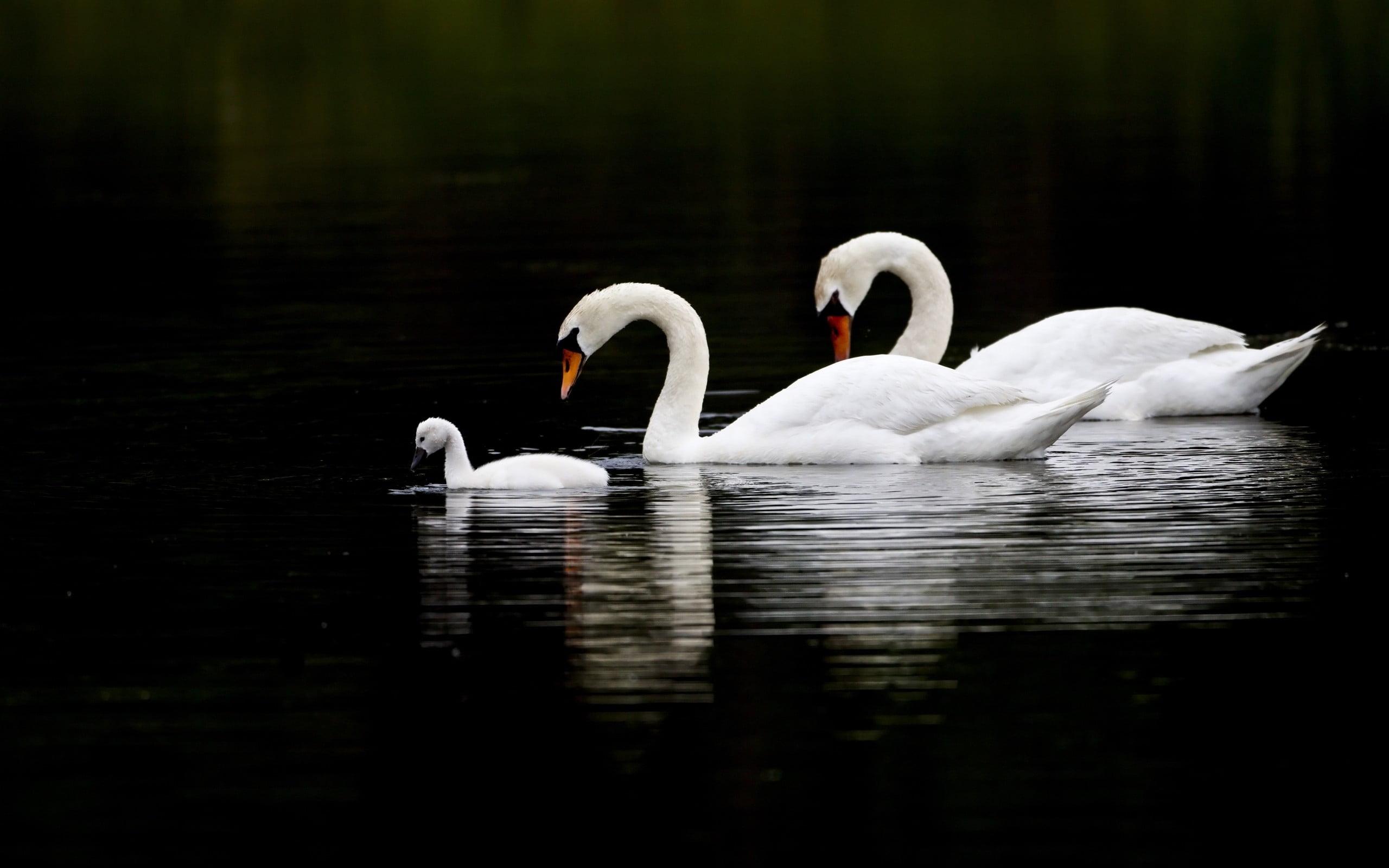 Photo of three swans in lake HD wallpaper